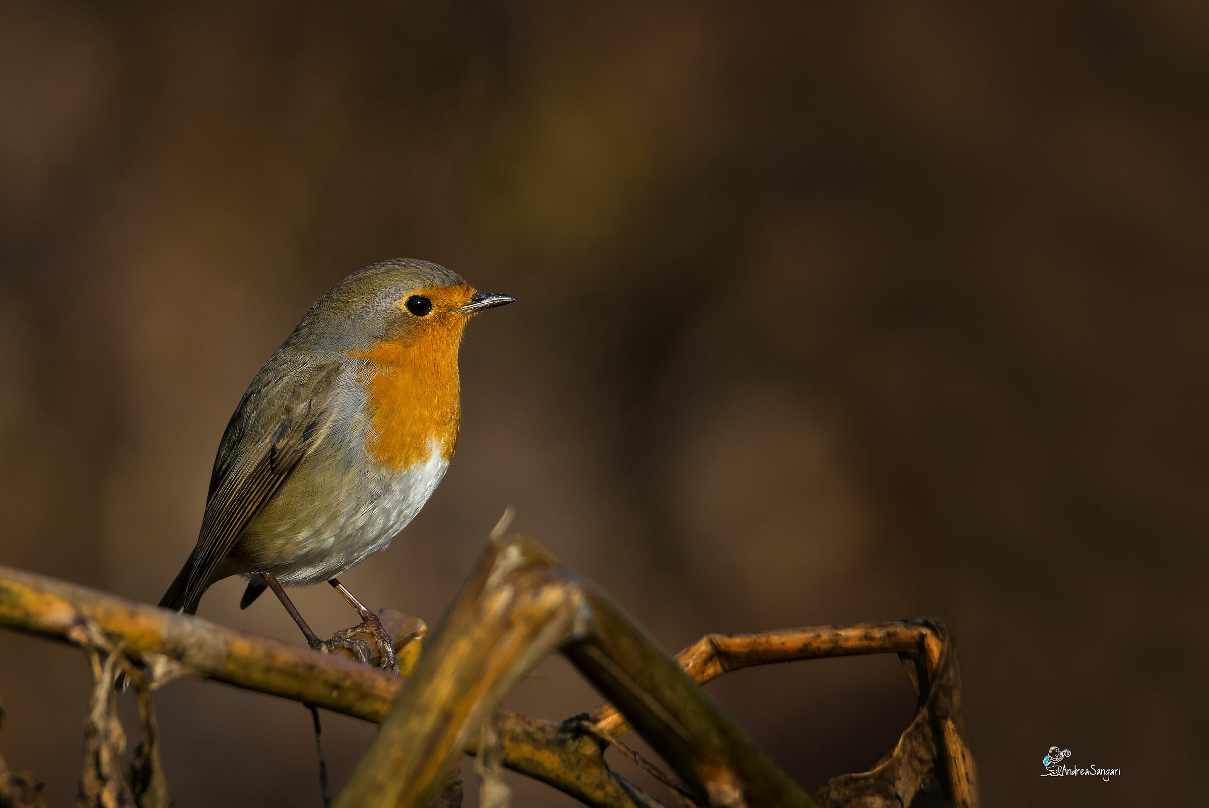 Il pettirosso riscaldato