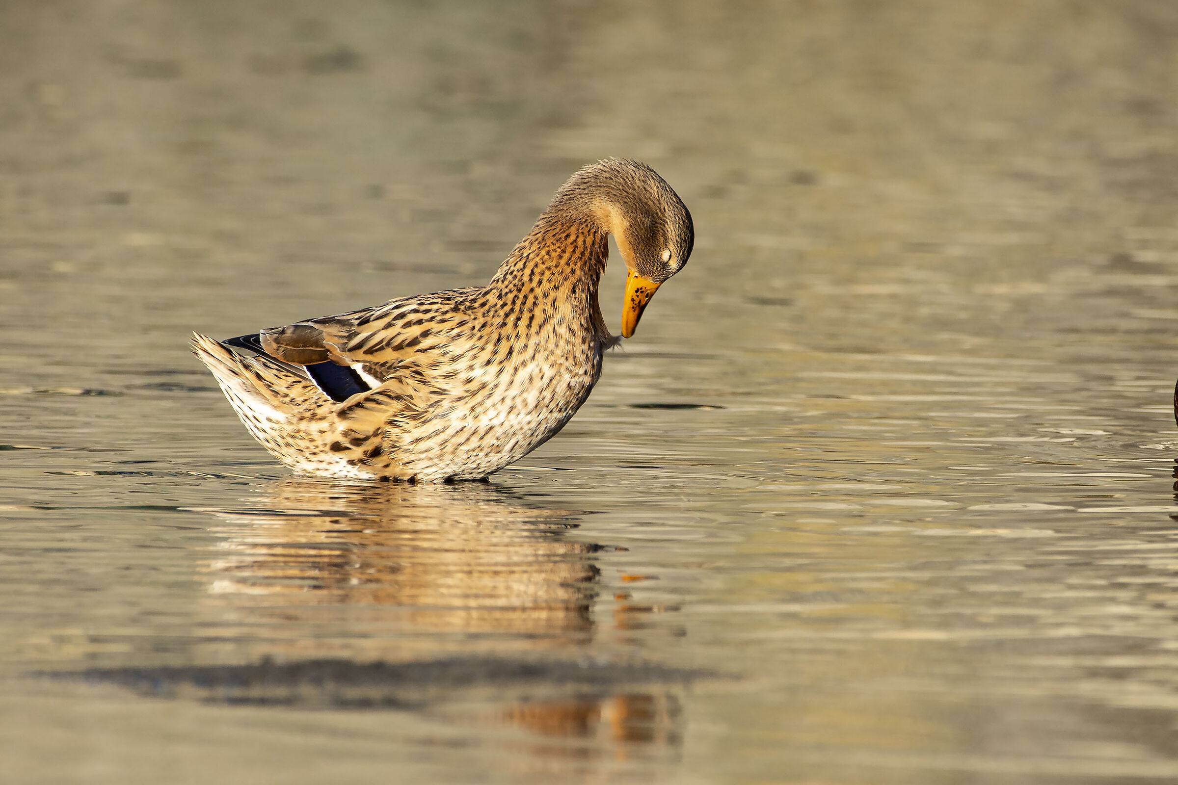 Ops!! una pima furi posto