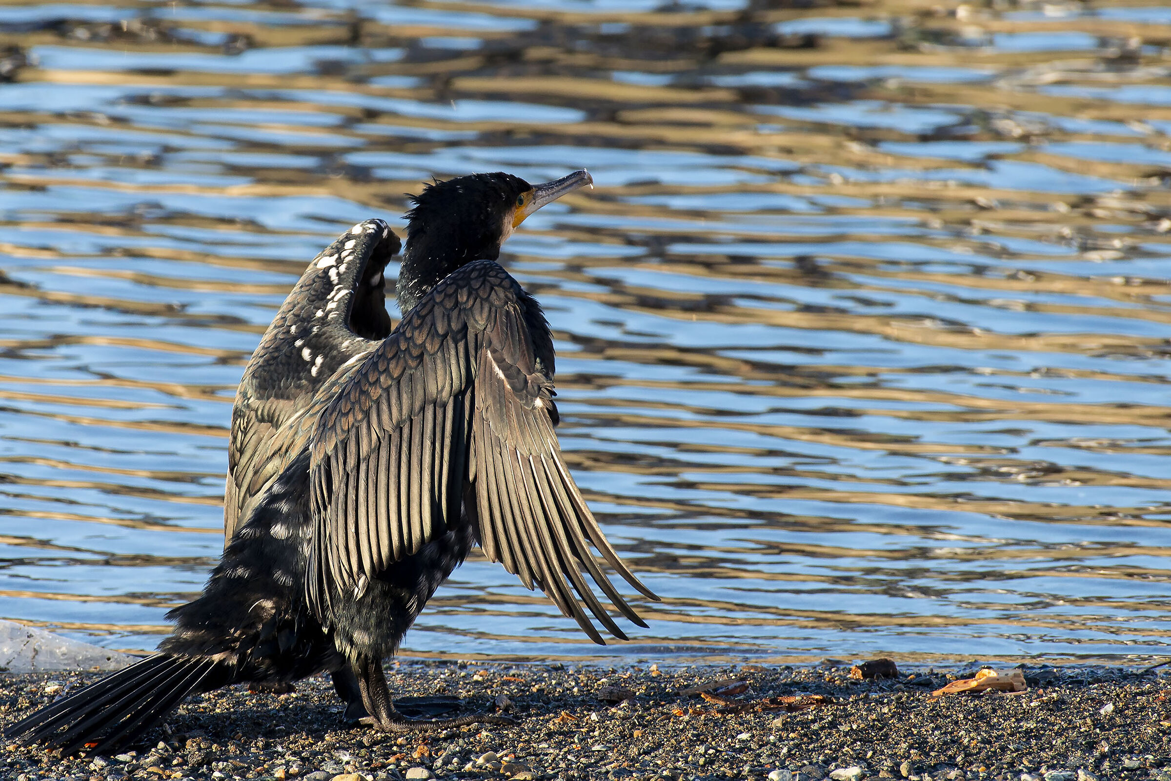 Cormorano in spiaggia