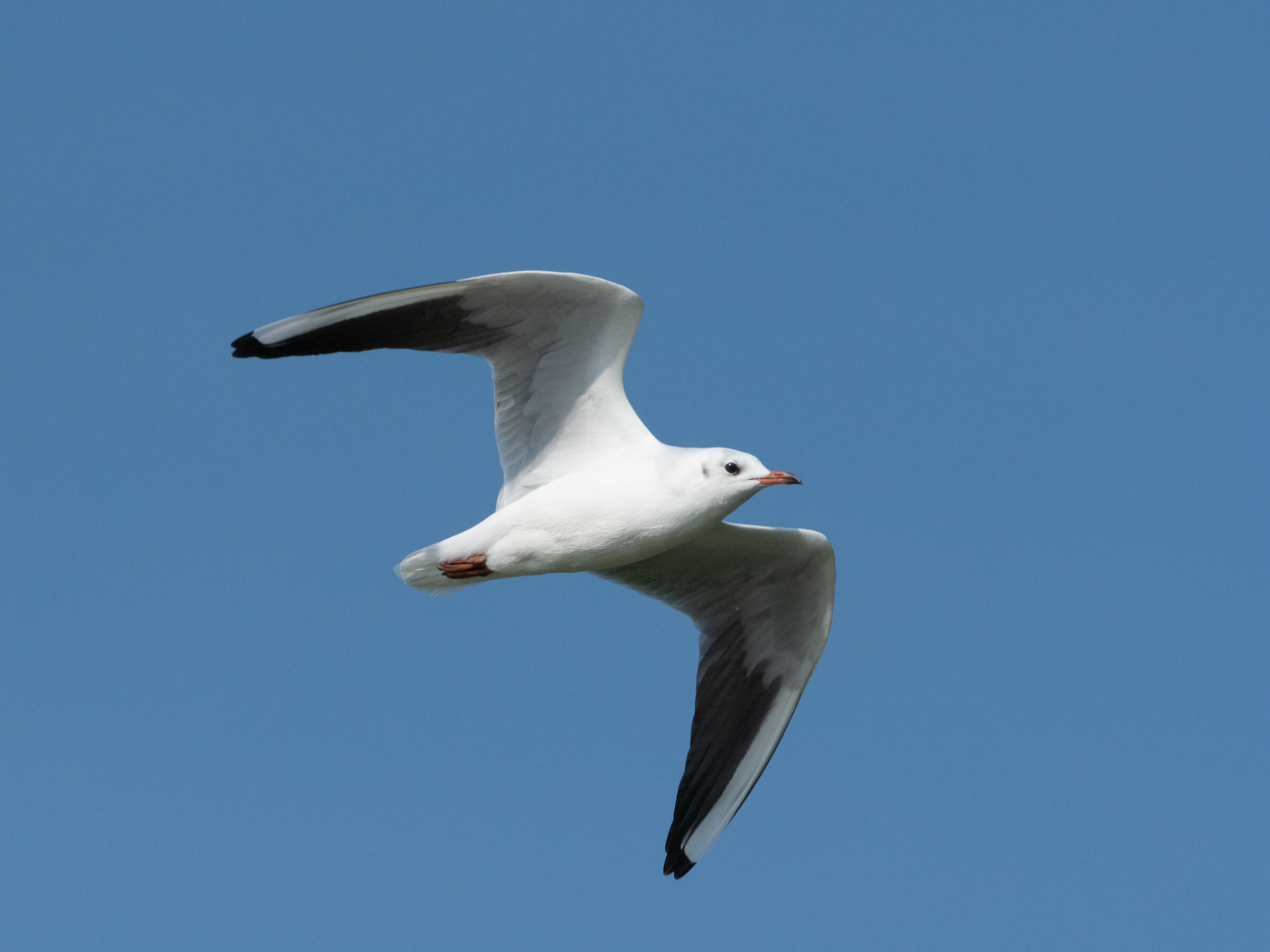 Gabbiano comune in volo