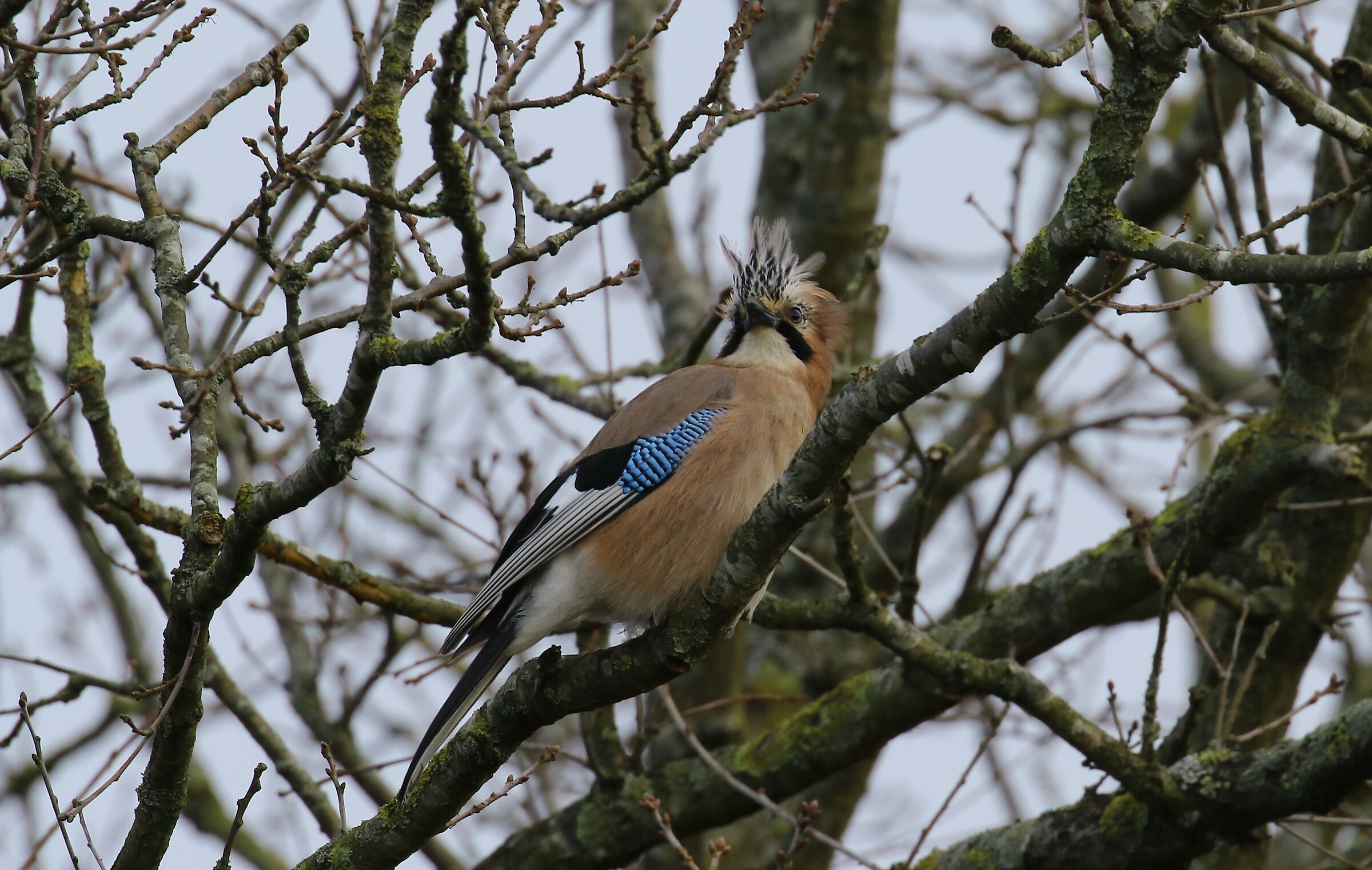 extravagant hairstyles