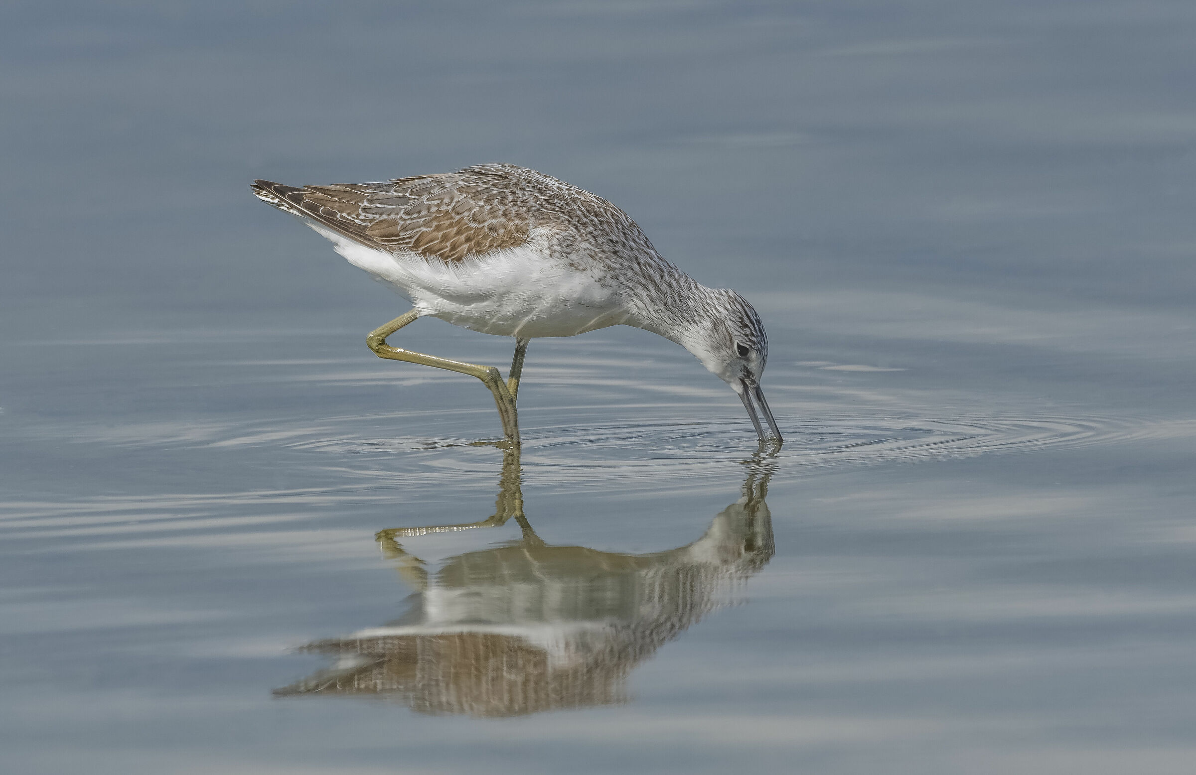 The Common Pantana (Tringa Nebularia, Gunnerus 1767)