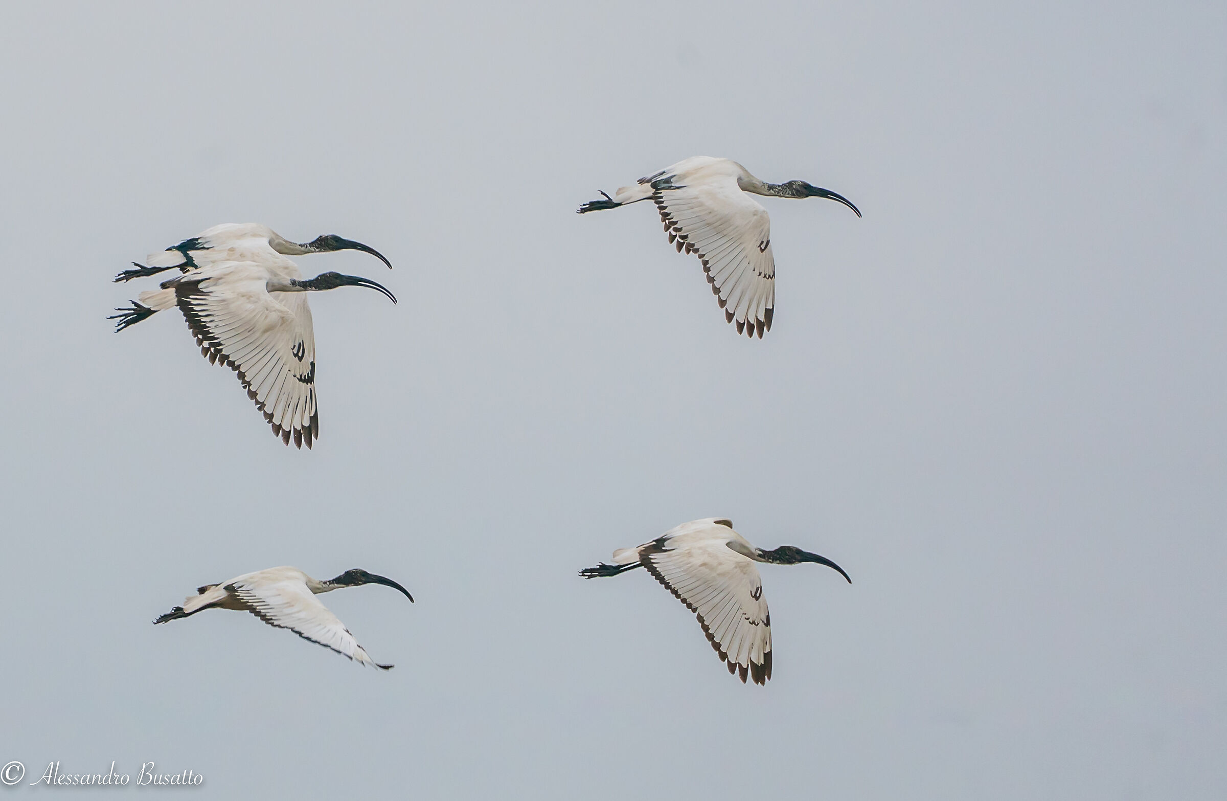 Volo sincronizzato...o quasi