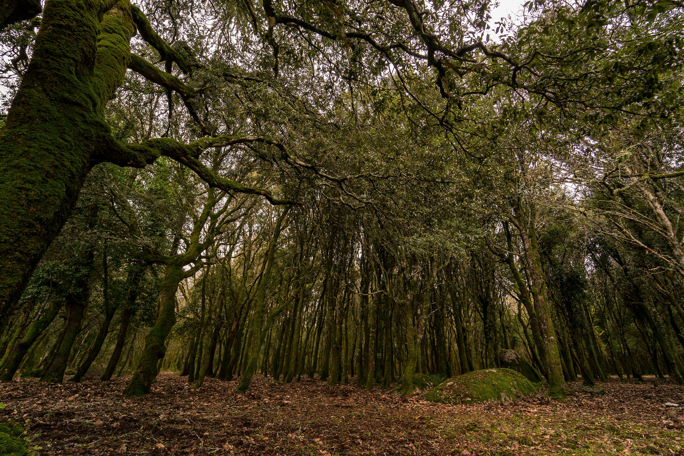 Mai perdersi nel fitto bosco...