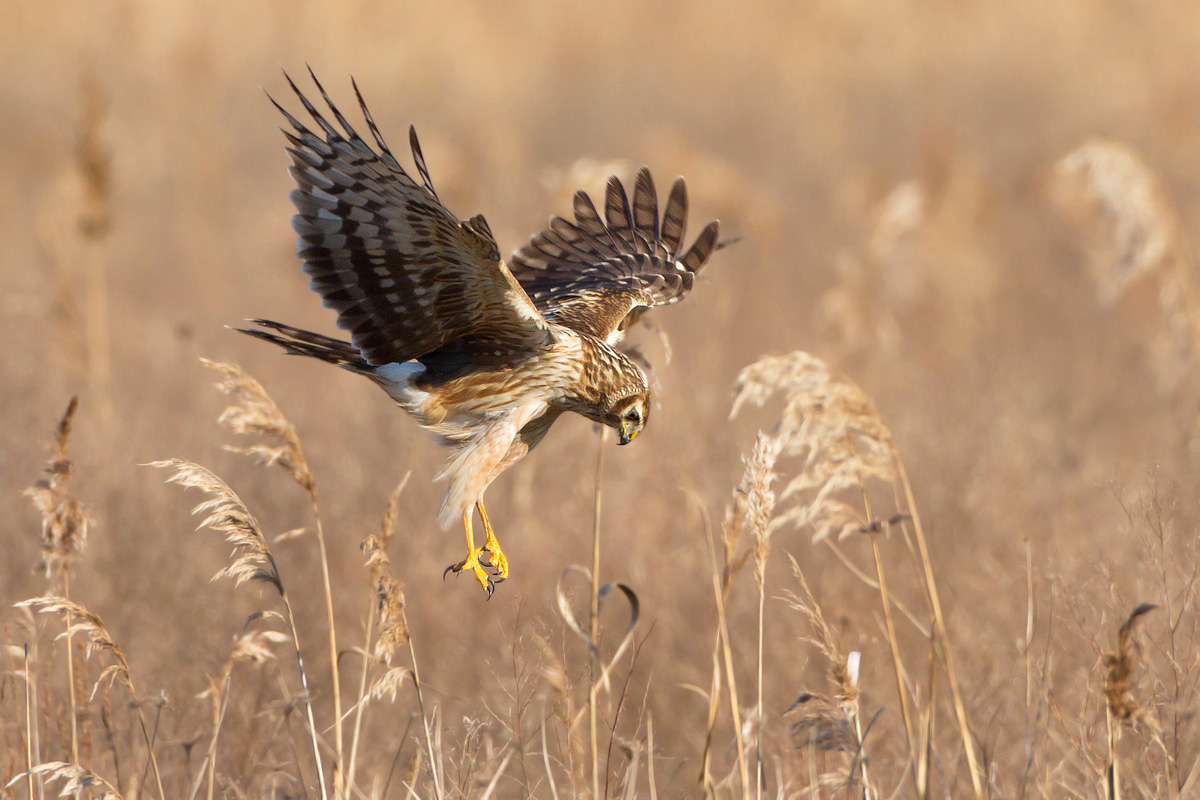 This time does not run!