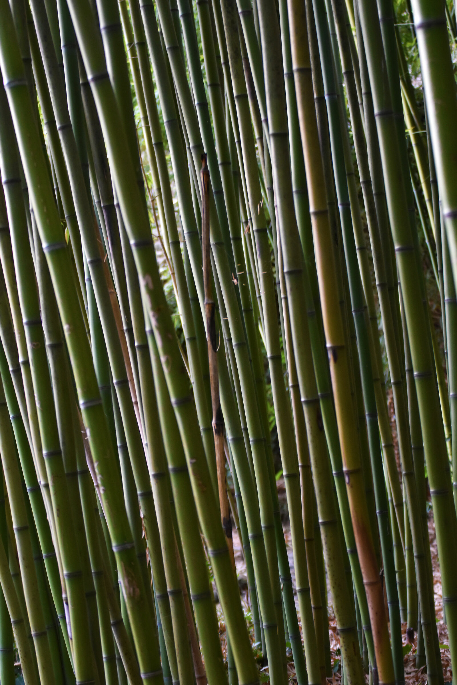 Bamboo, In