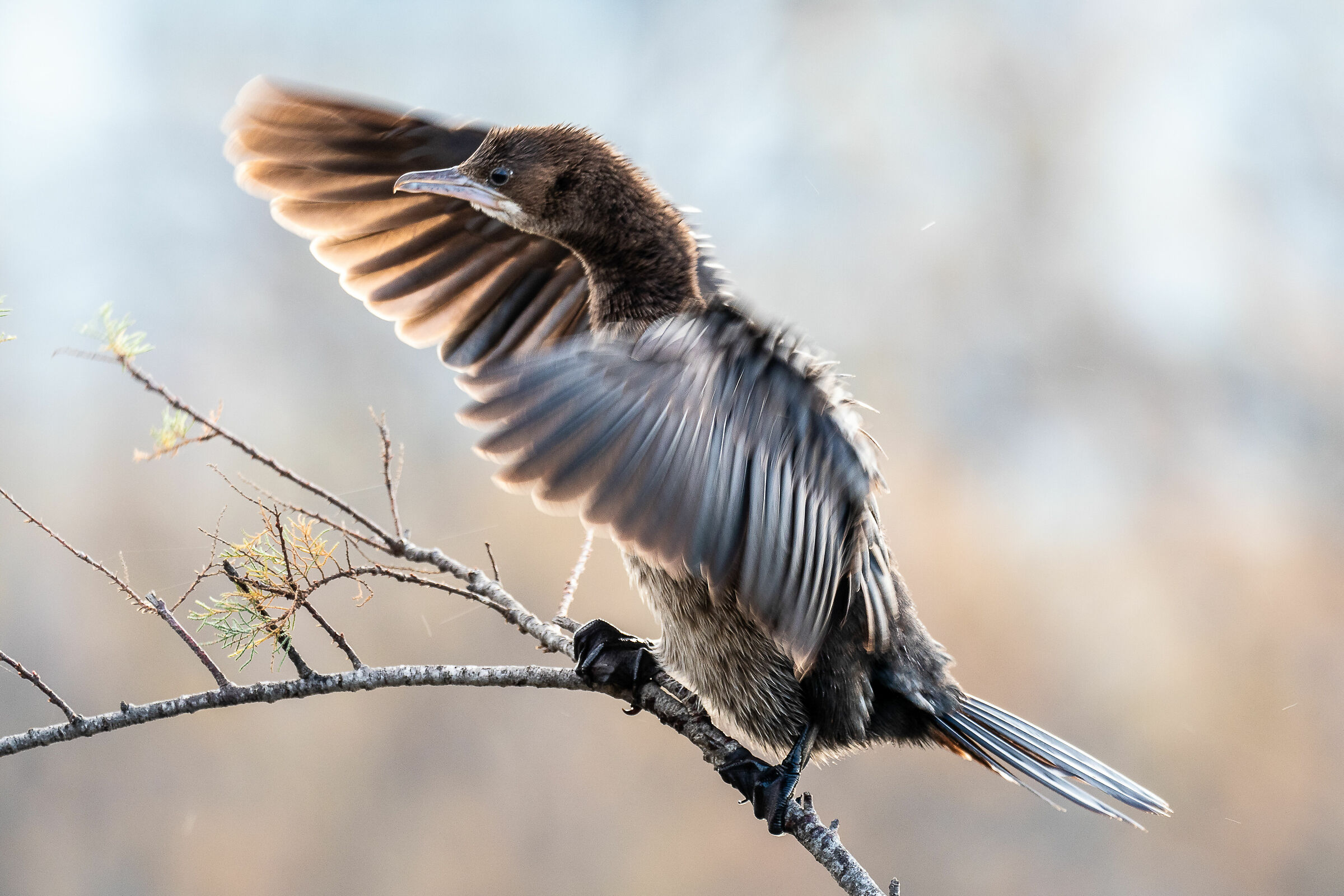 Marangone asciuga le ali