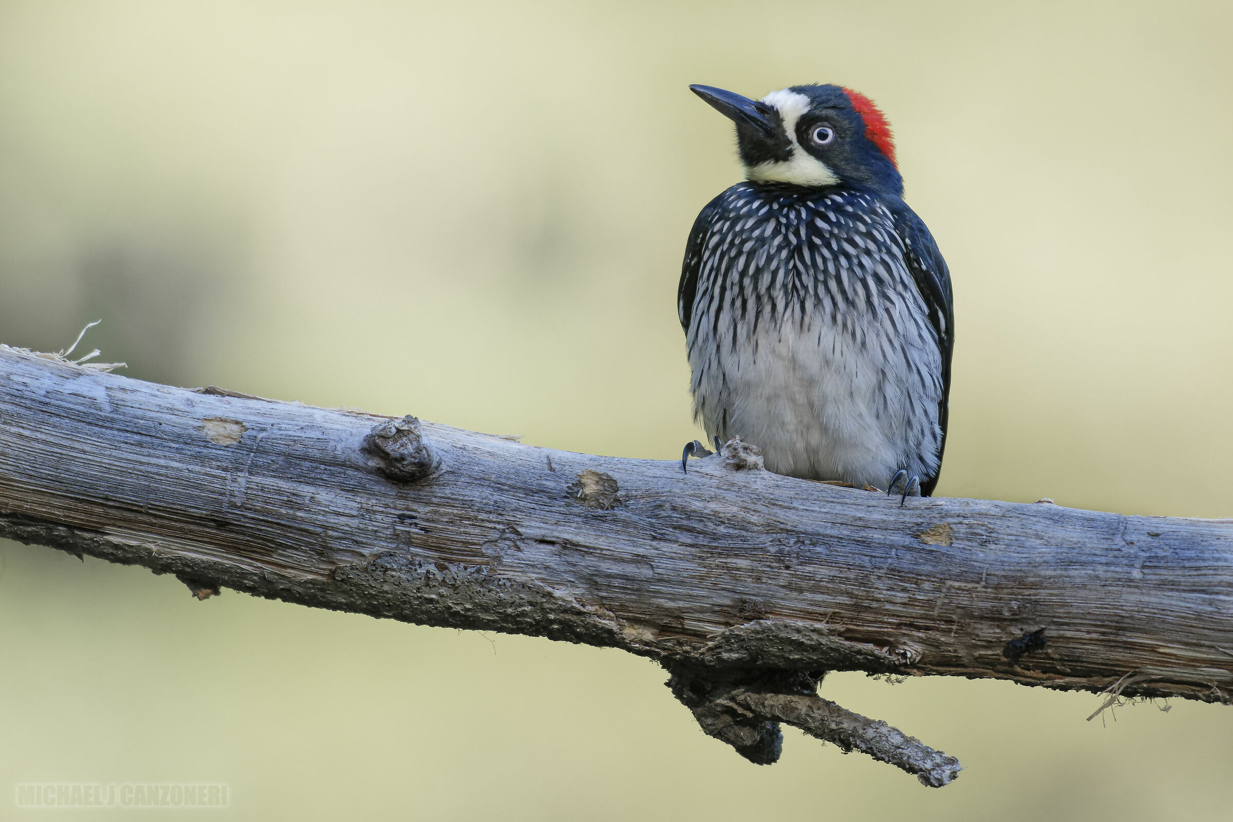 Acorn Woodpecker