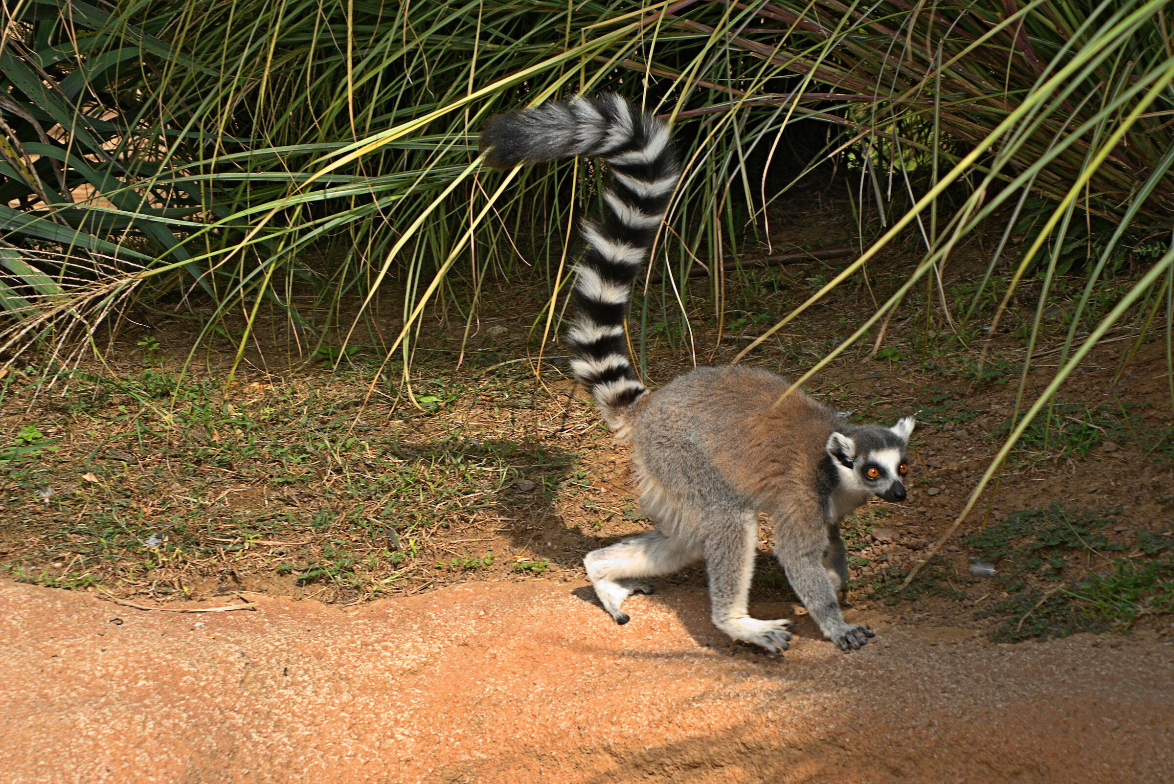 Lemur catta