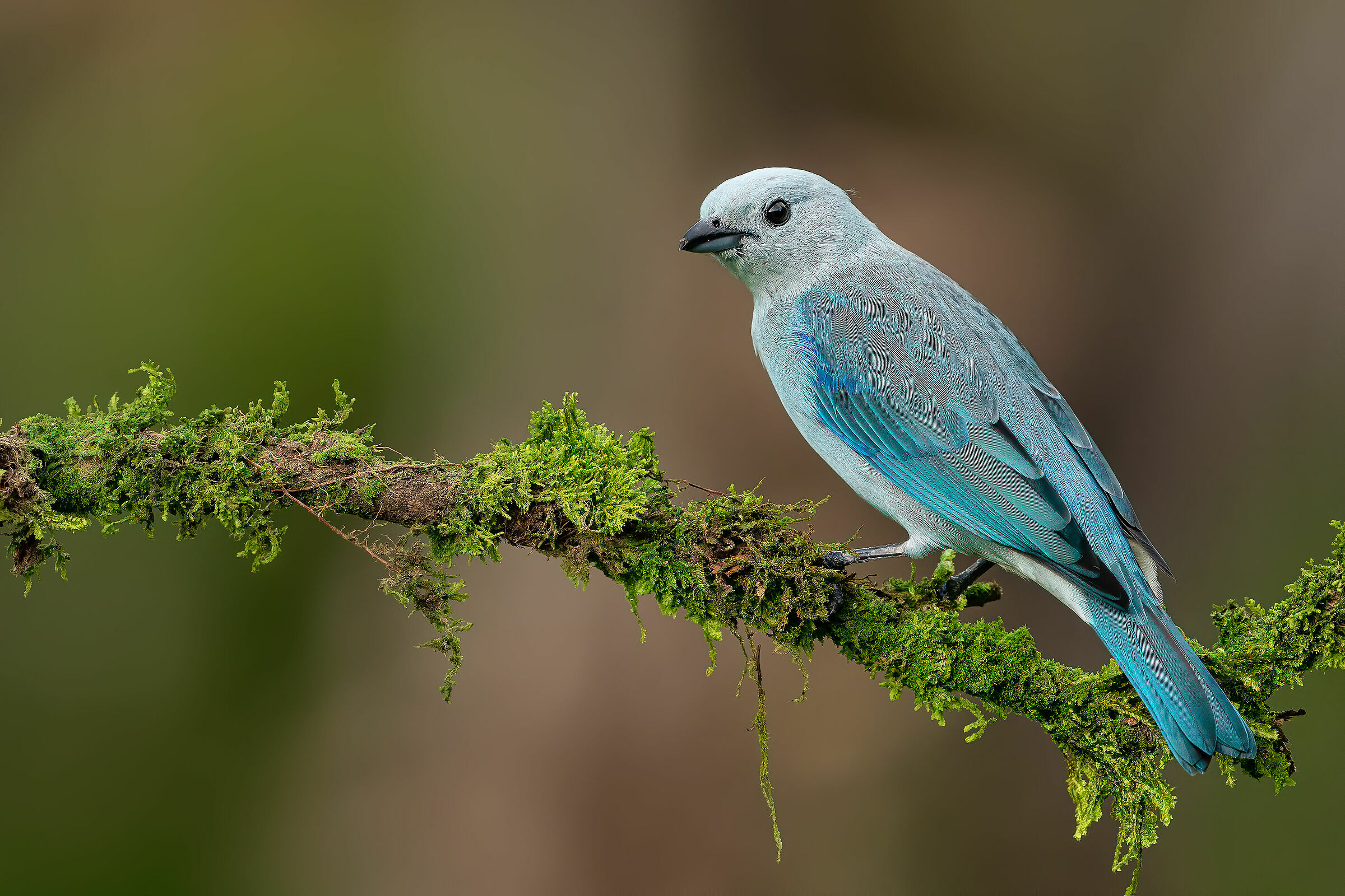 Tanager blu-grey' portrait