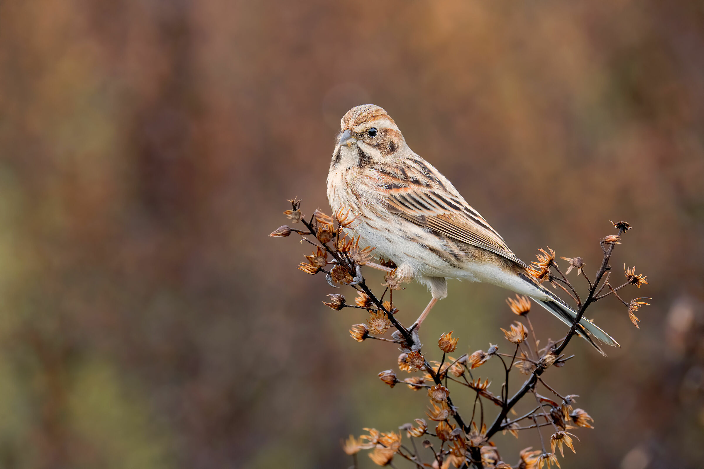 Sony A7RIV Test - Sony FE 200-600mm Bokeh at 600mm