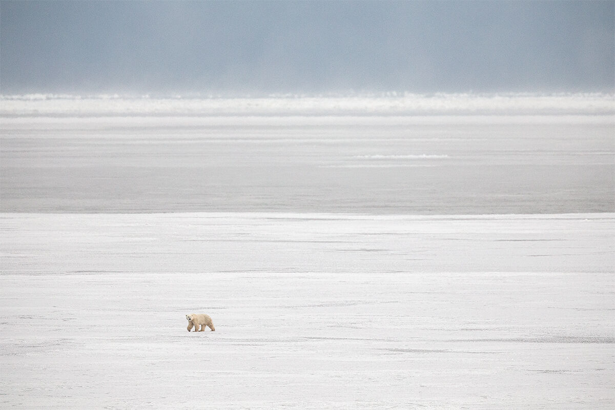 Pack Ice
