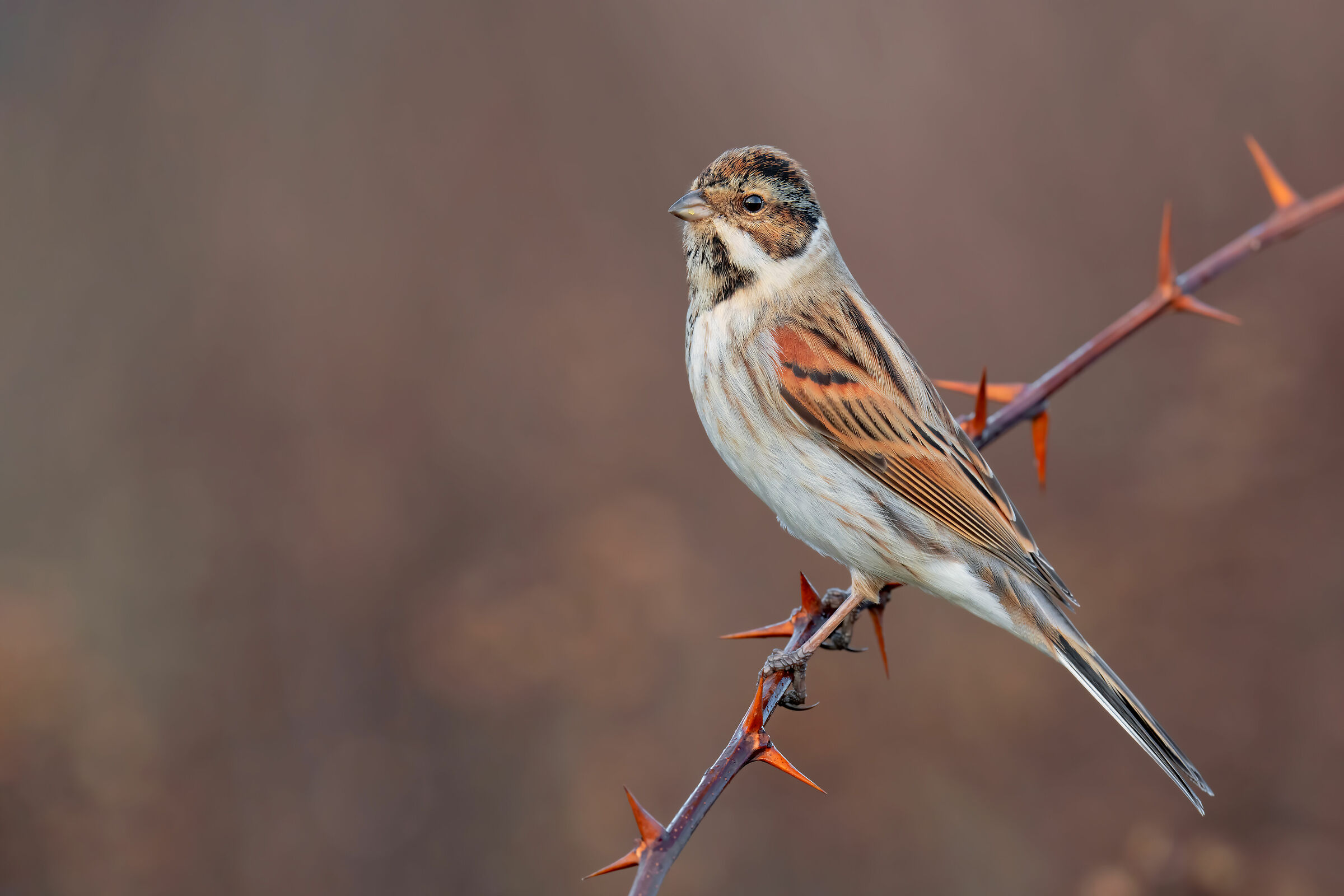 Sony A7RIV Test - Sony FE 200-600mm 7K Raw Shared