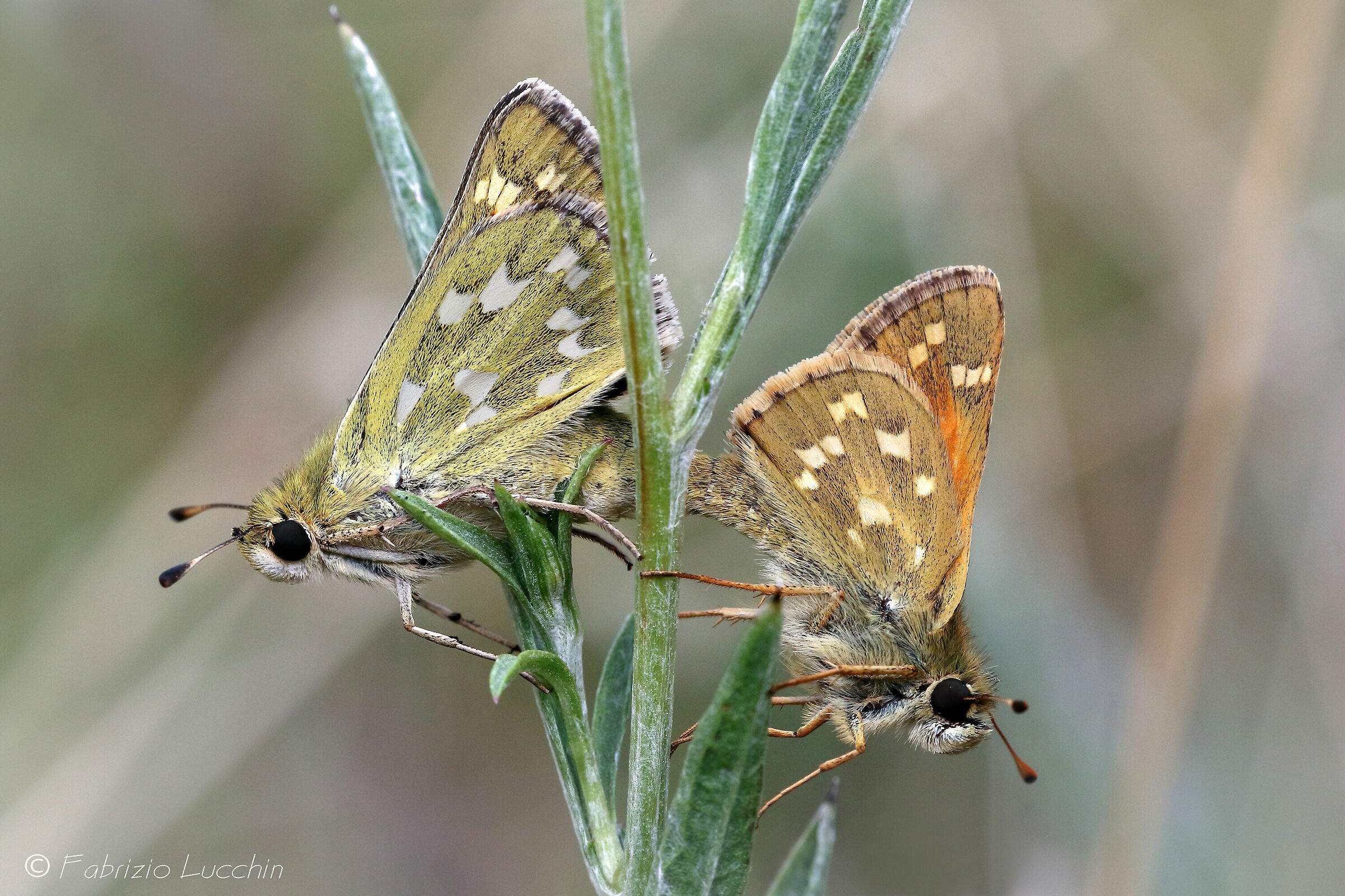Hesperia comma M. e F.