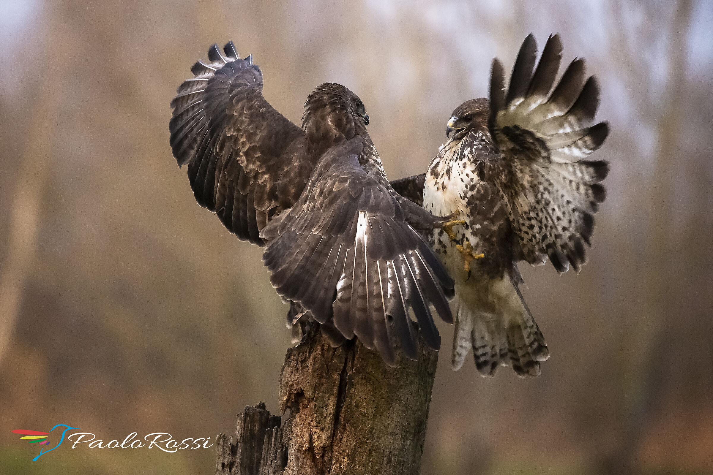 Due poiane litigiose...