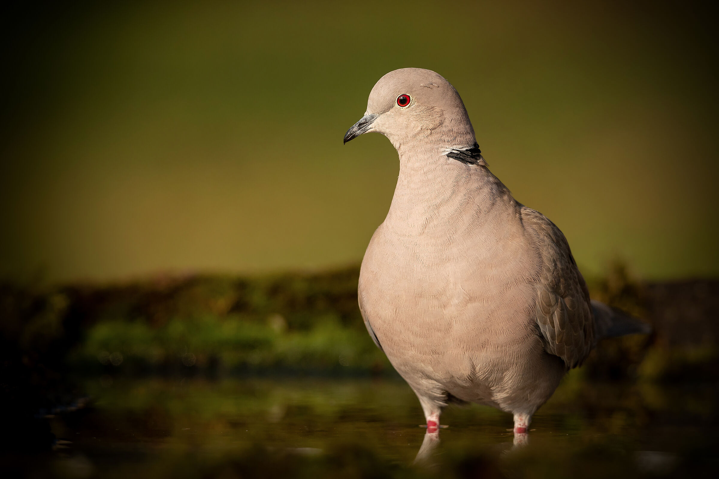 dove with a collar