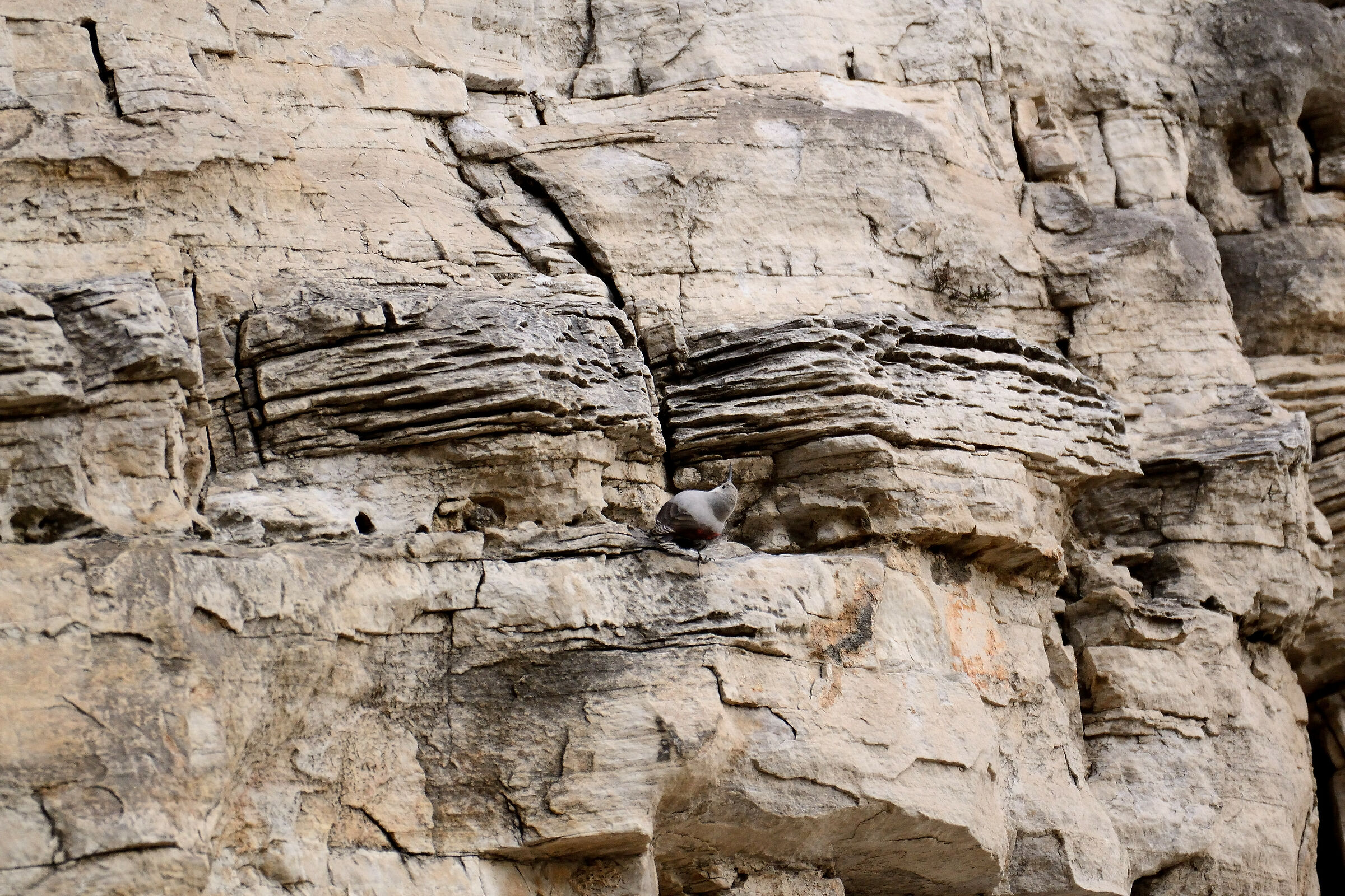 Picchio muraiolo (Tichodroma muraria)