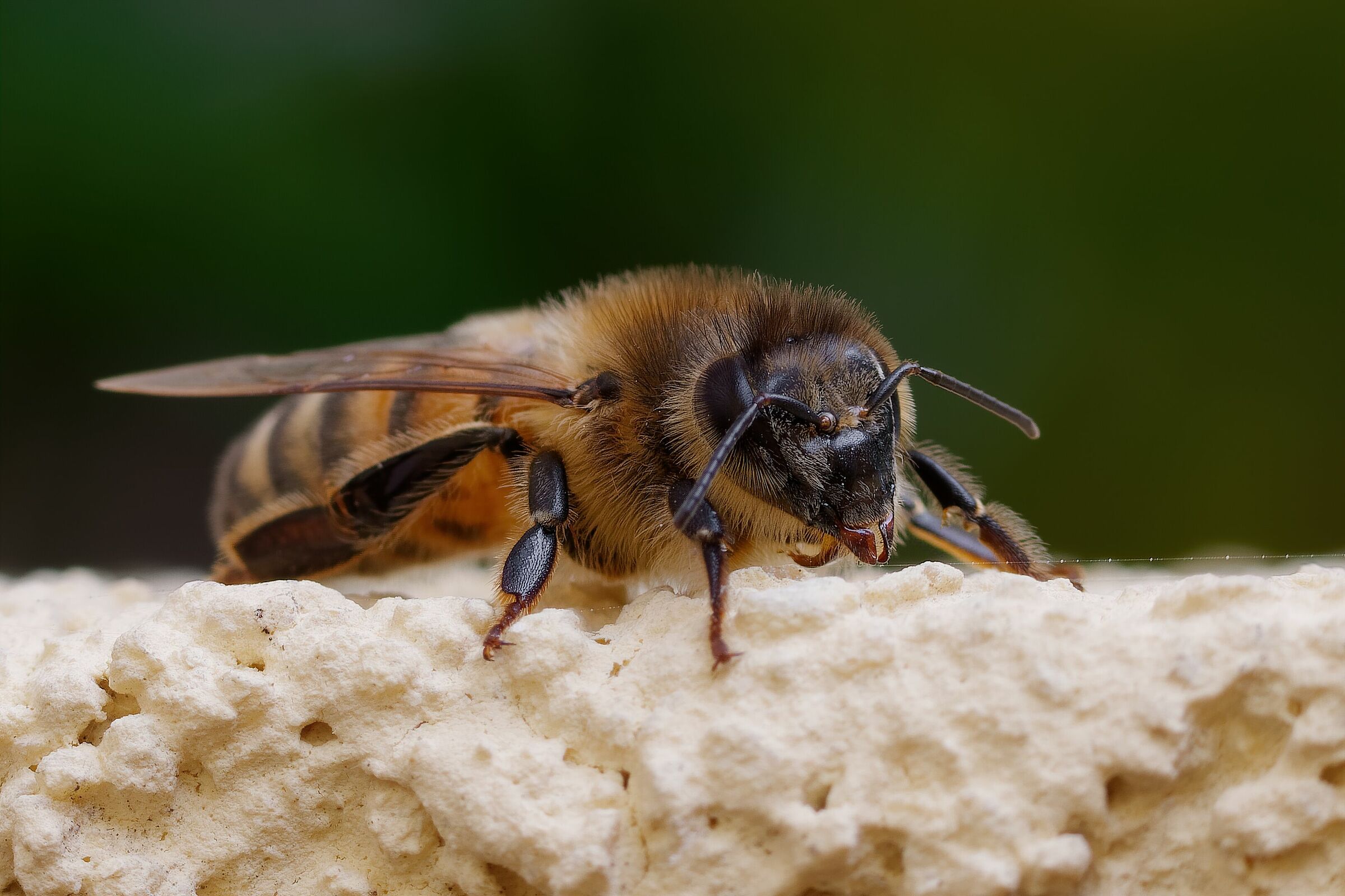 Bee