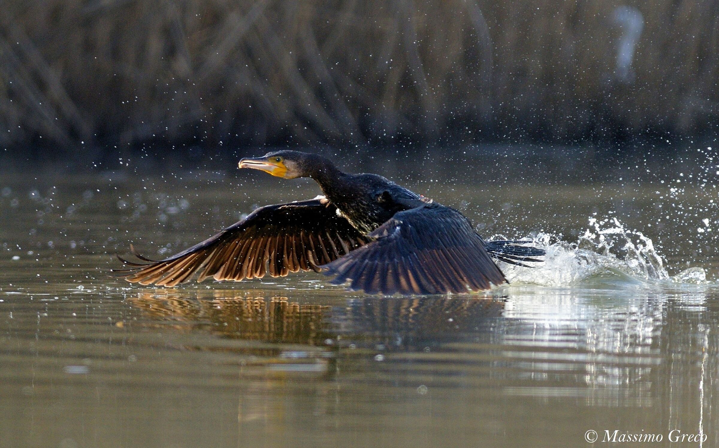 Cormoran (Phalacrocorax carbo) -Decollo
