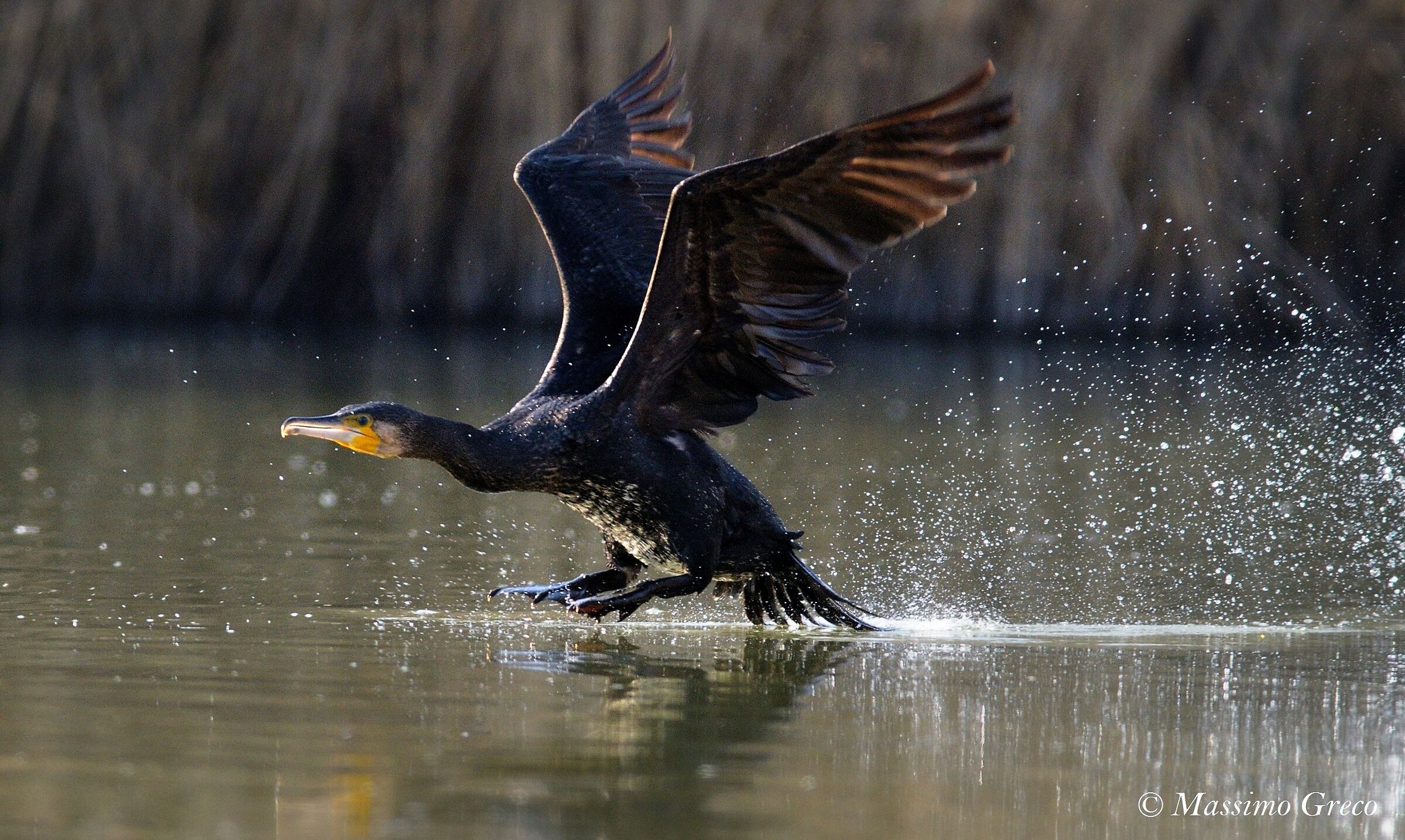 Cormoran (Phalacrocorax carbo) -Decollo