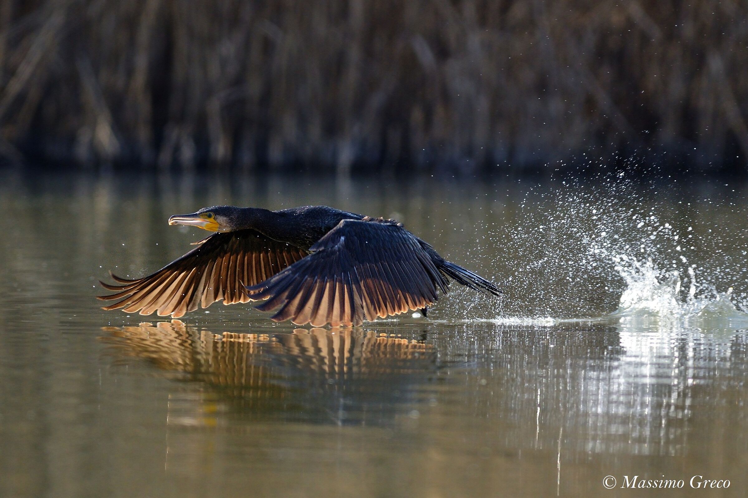 Cormoran (Phalacrocorax carbo) -Decollo