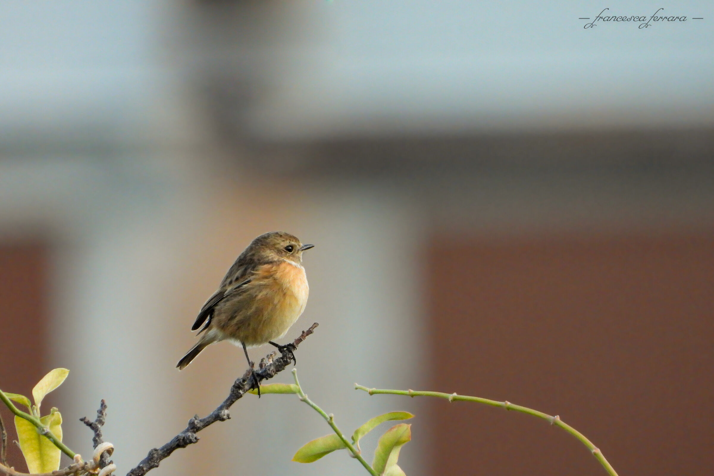 Saltimpalo femmina (Saxicola Torquatus)