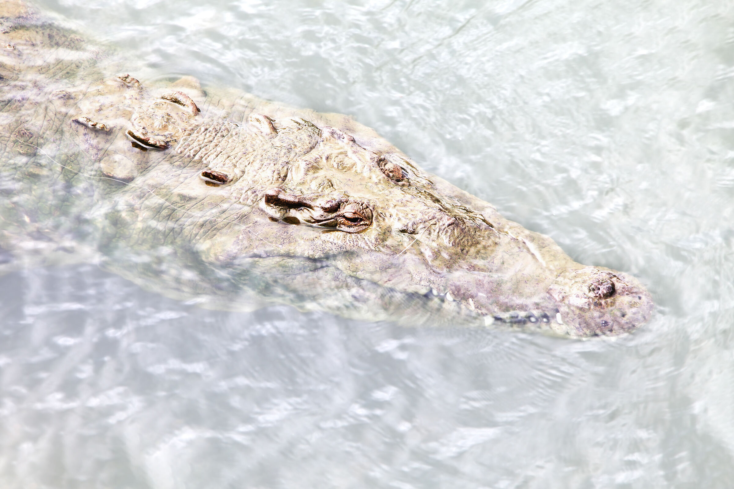 American crocodile