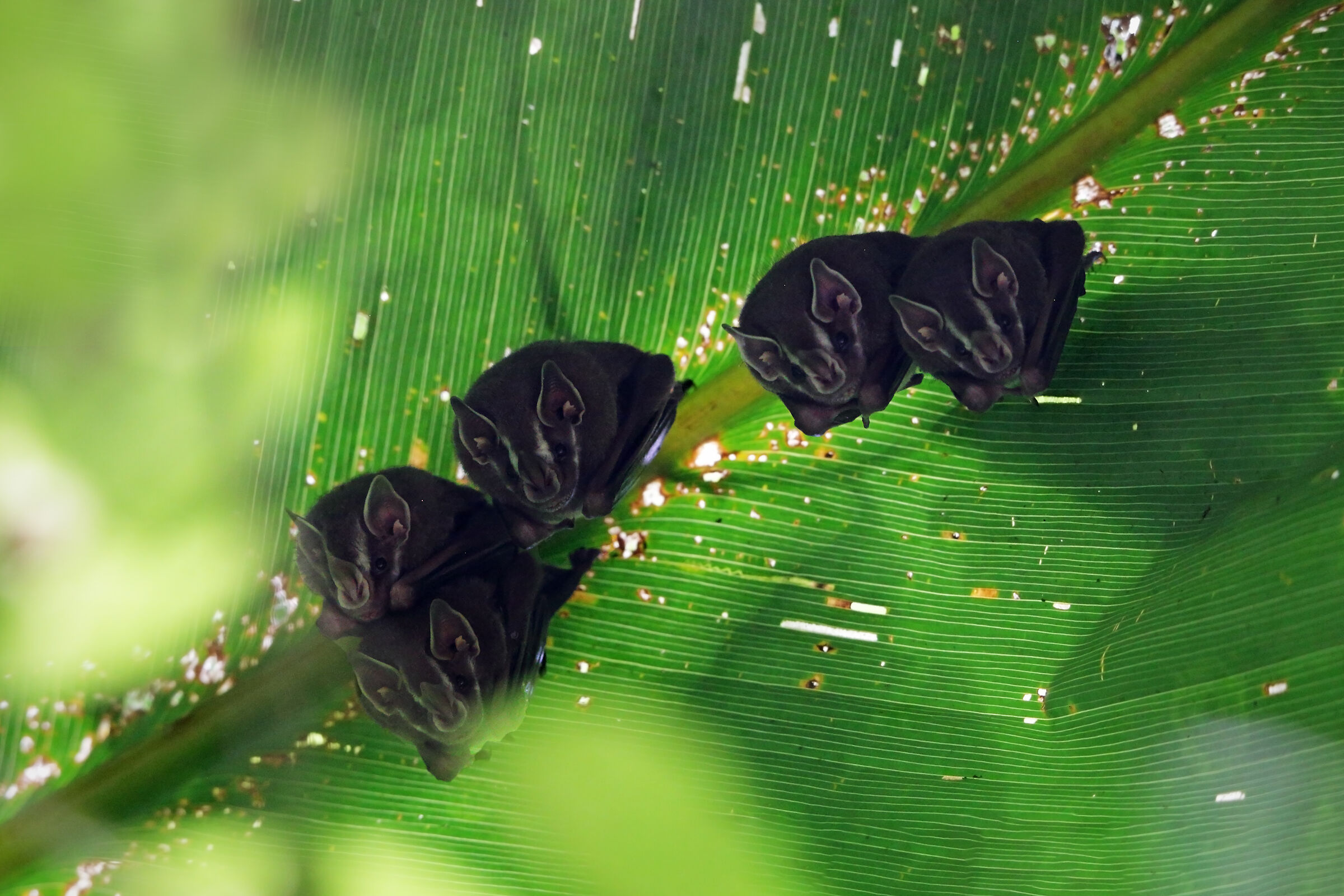 Great Fruit-Eating Bat