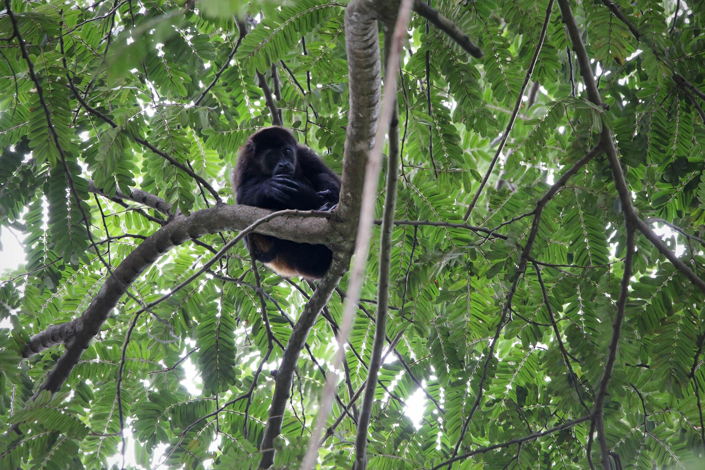 Howler monkey
