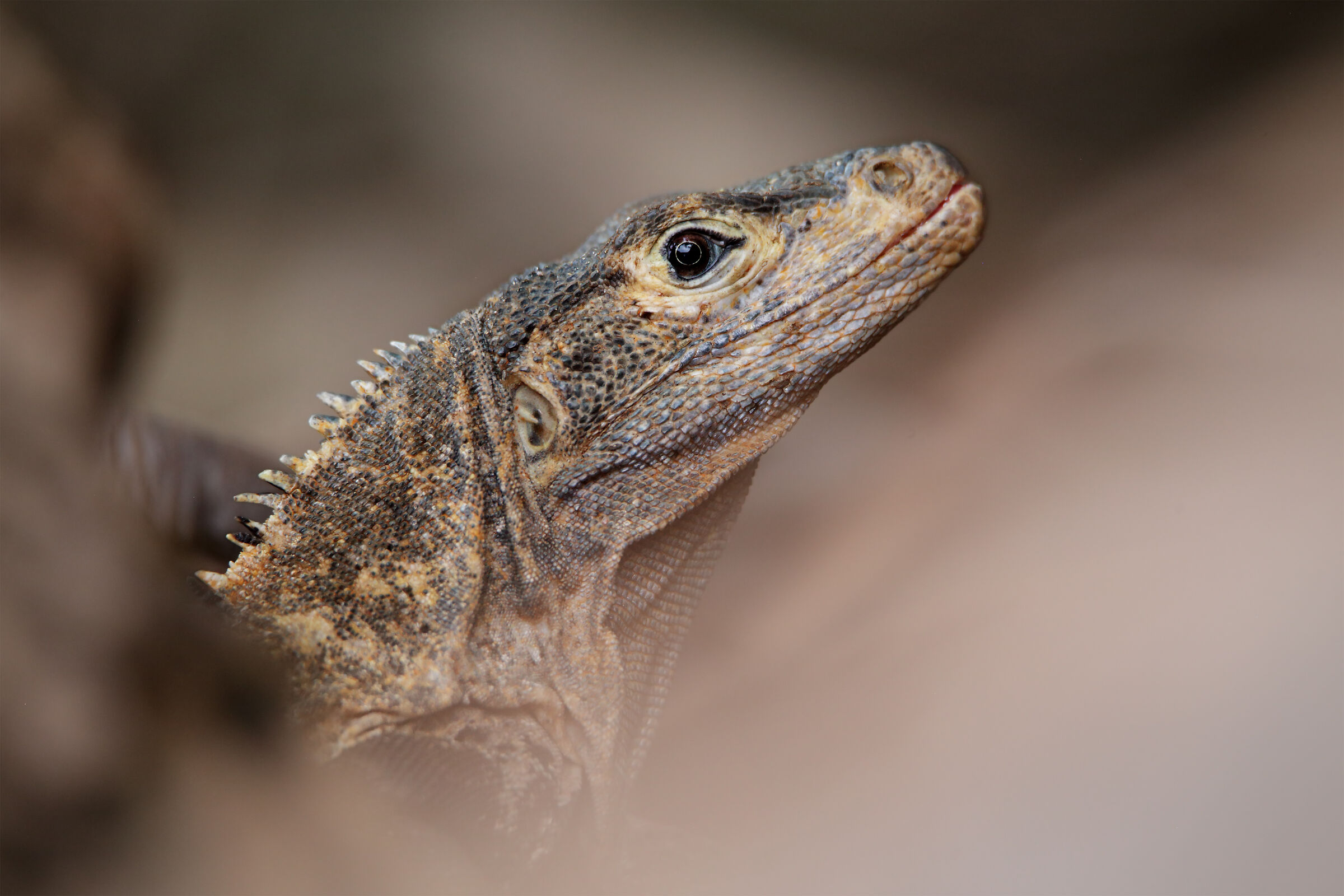 Spinytail Iguana