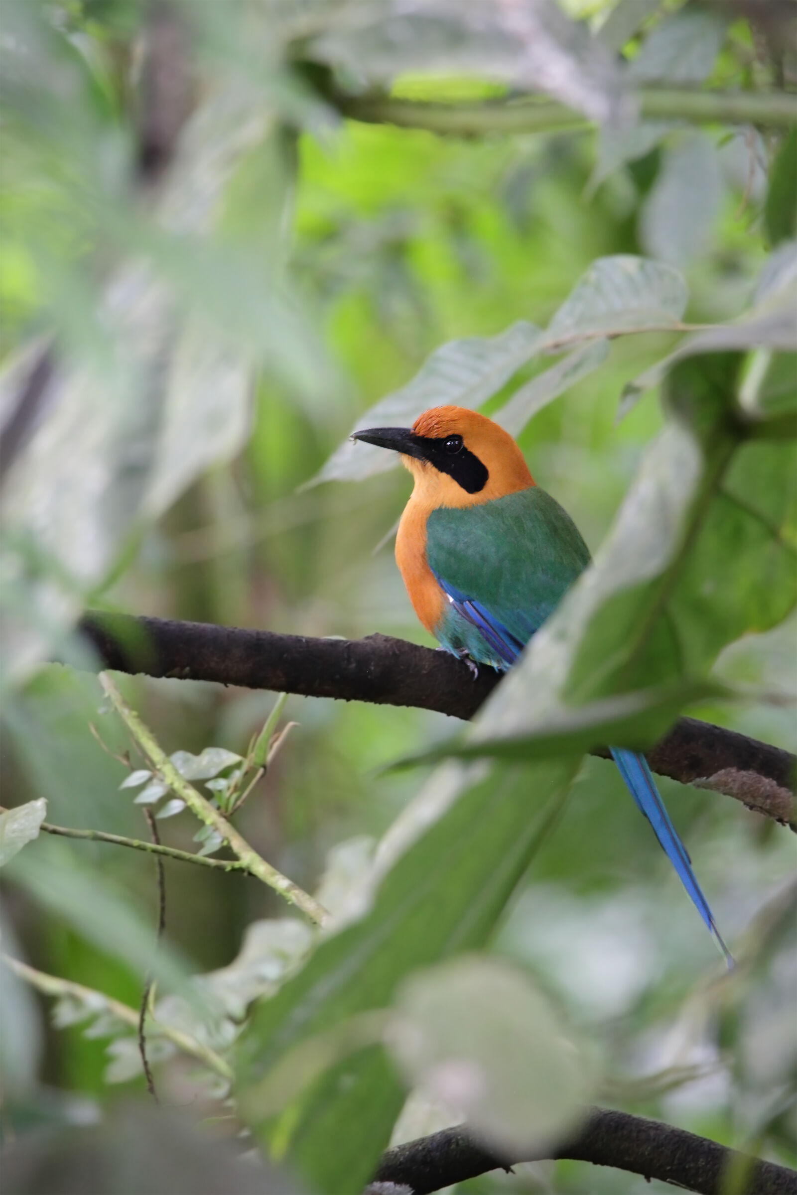 Rufus Motmot