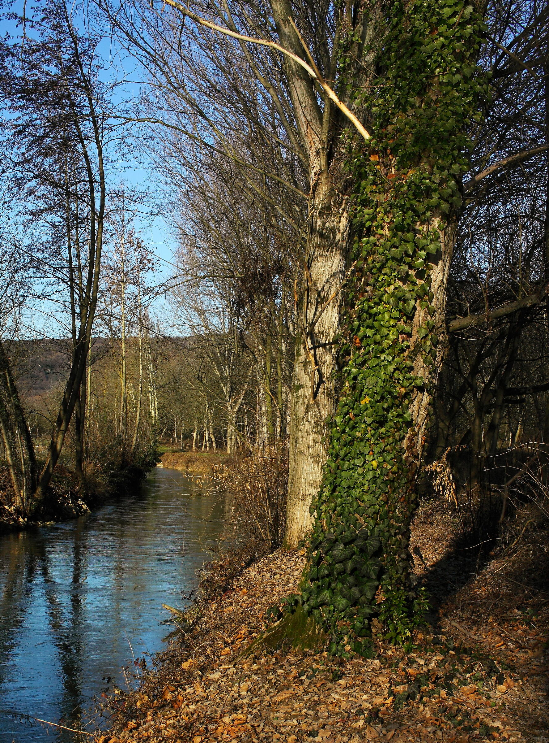 acqua