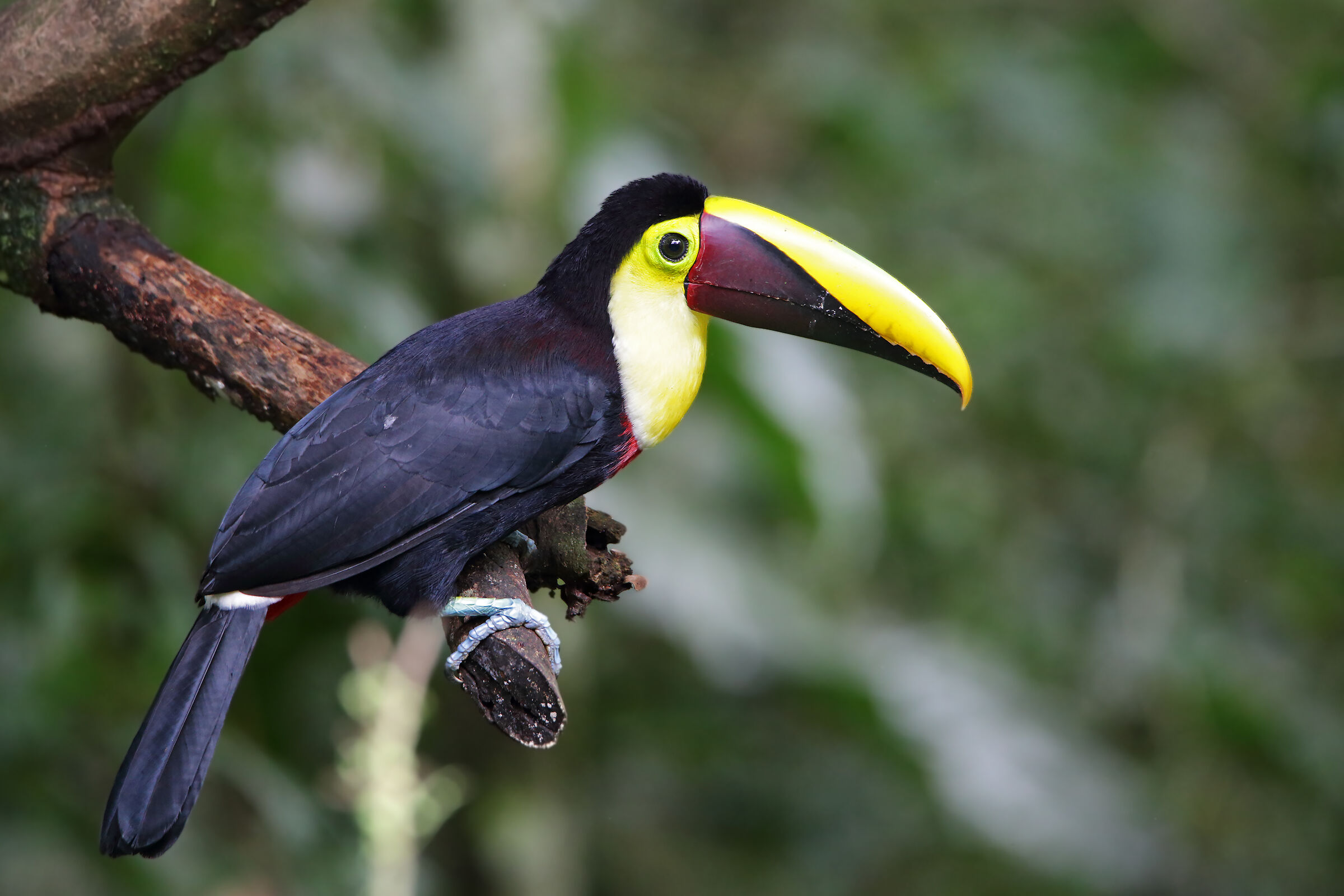 Black-mandible Toucan