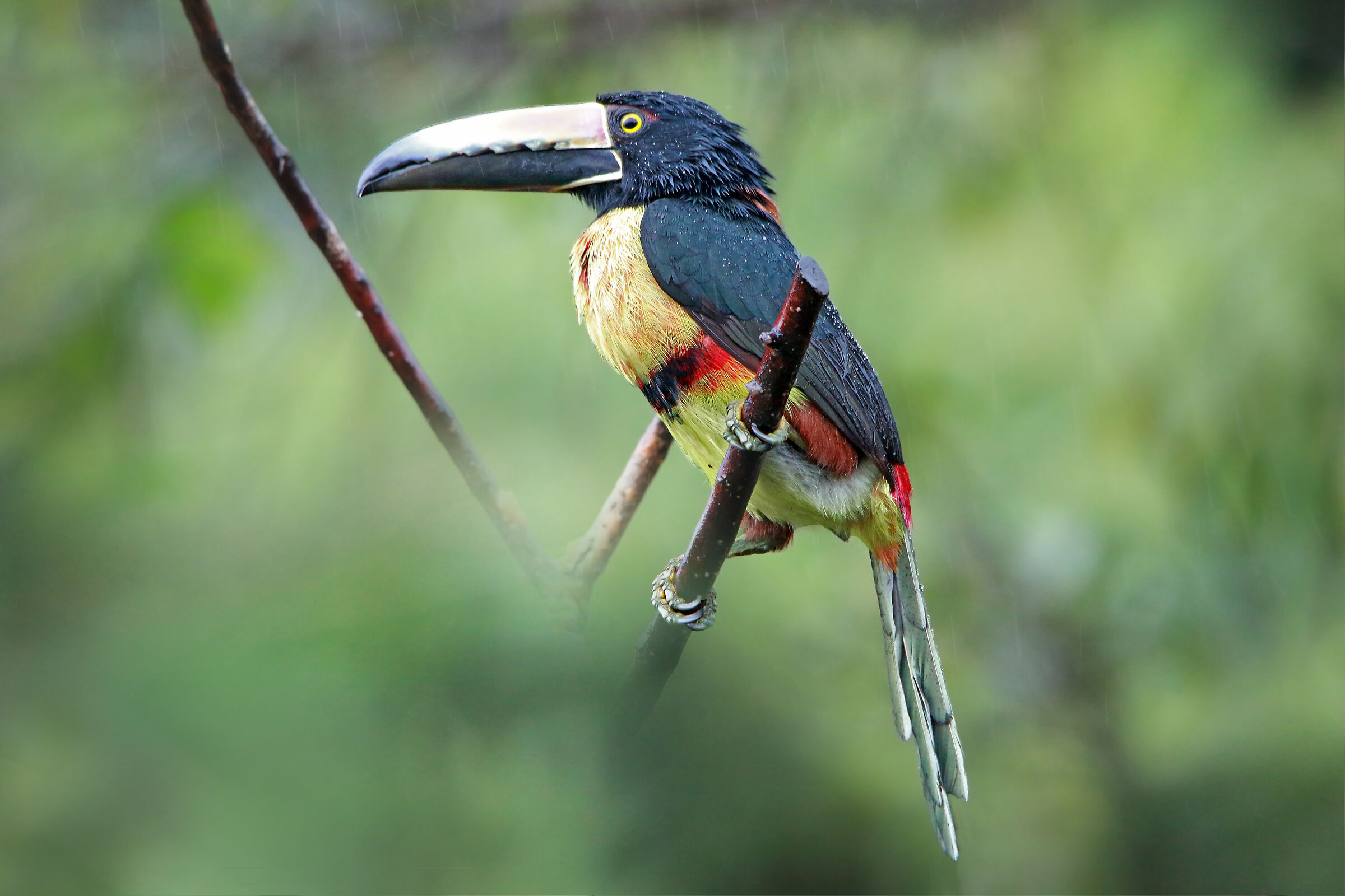 Collared Aracari