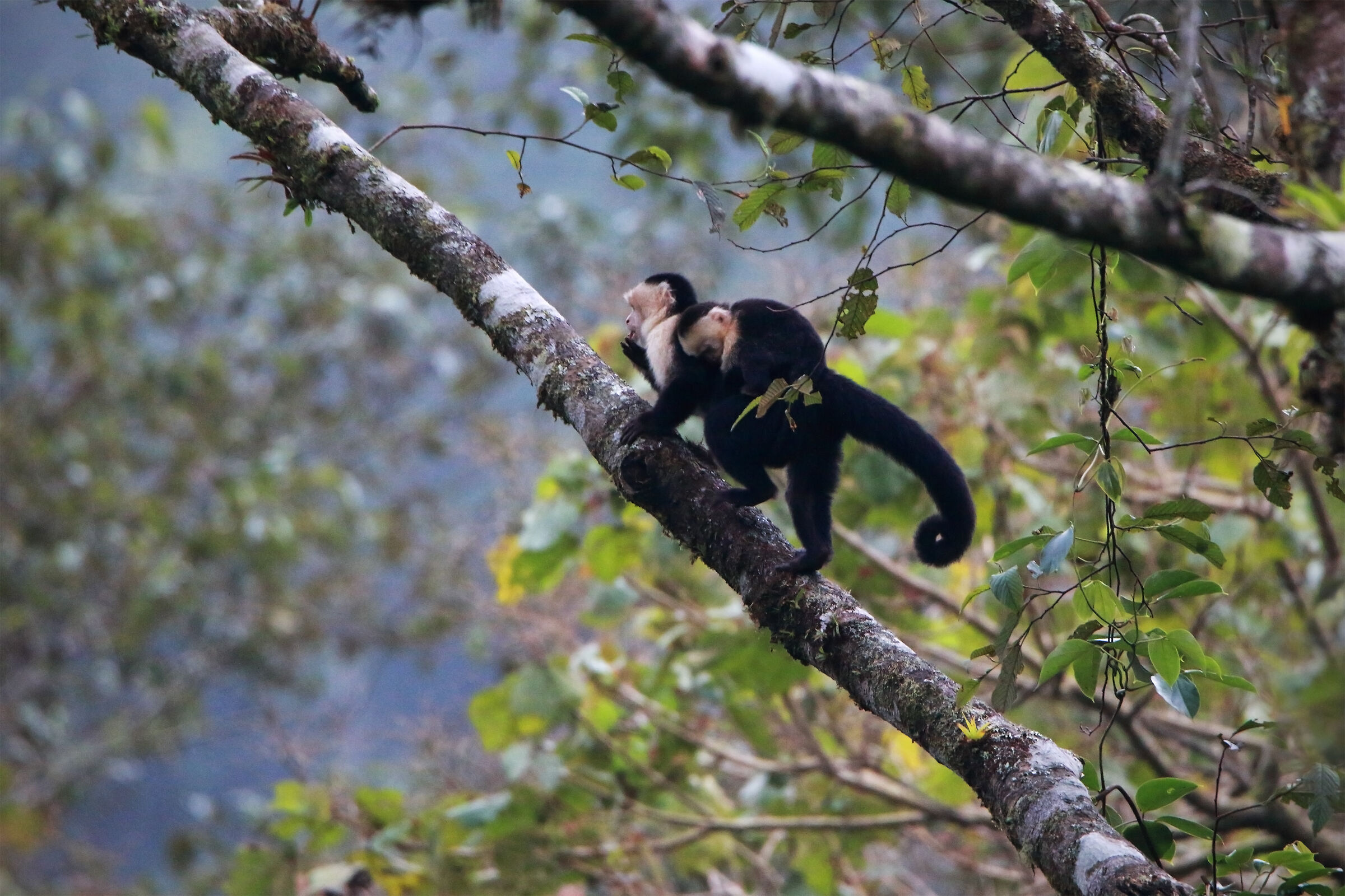White-faced Capuchin