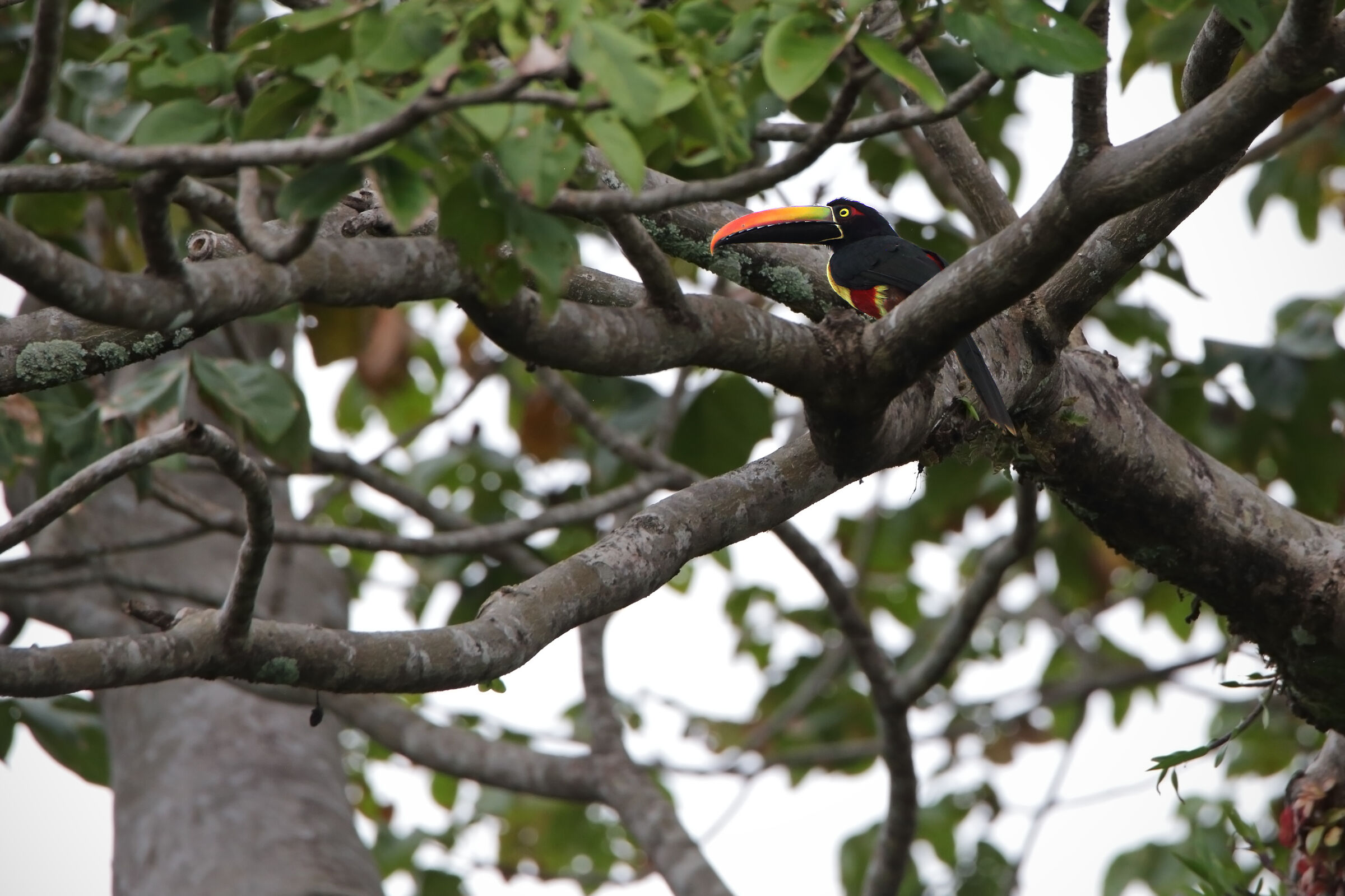Fiery-billed Aracari