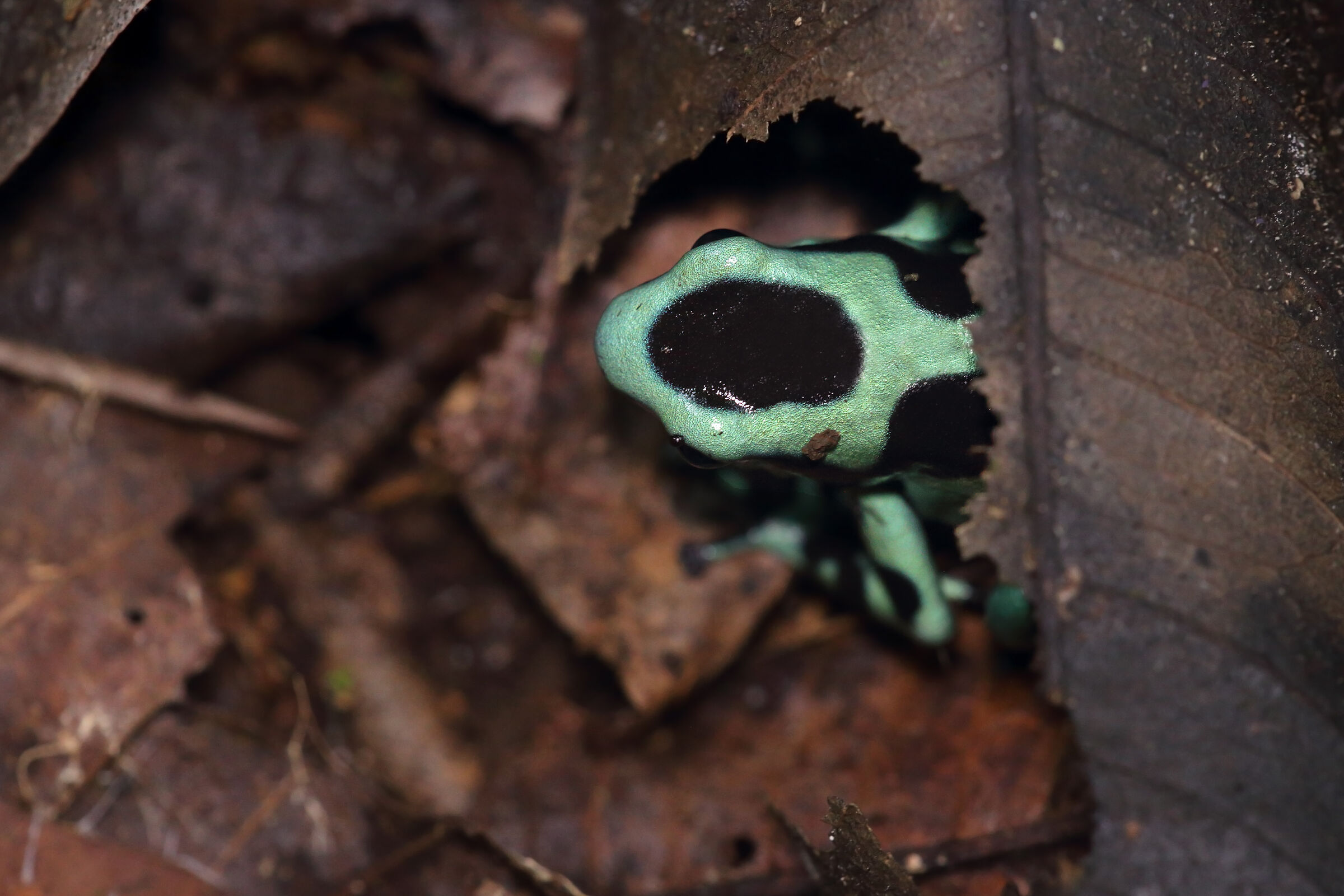 Green&Black Poison Frog