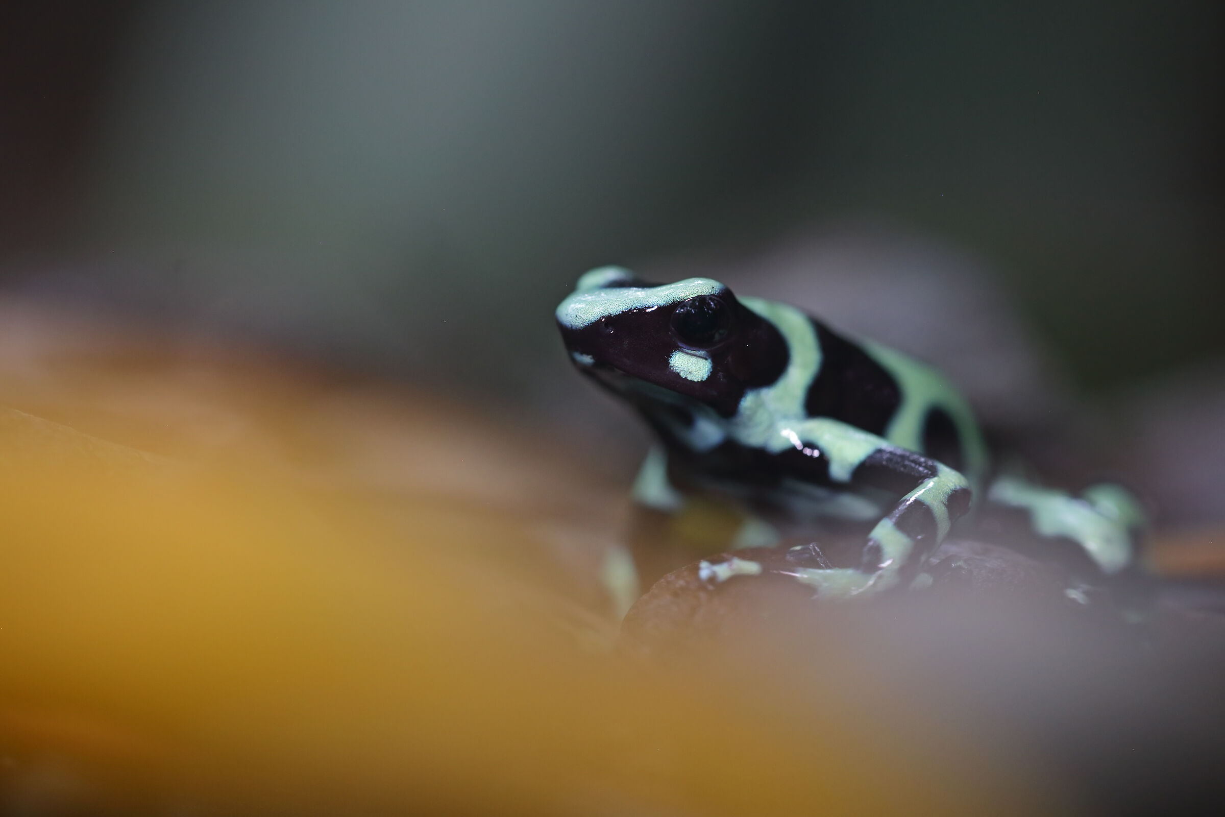 Green&Black Poison Frog