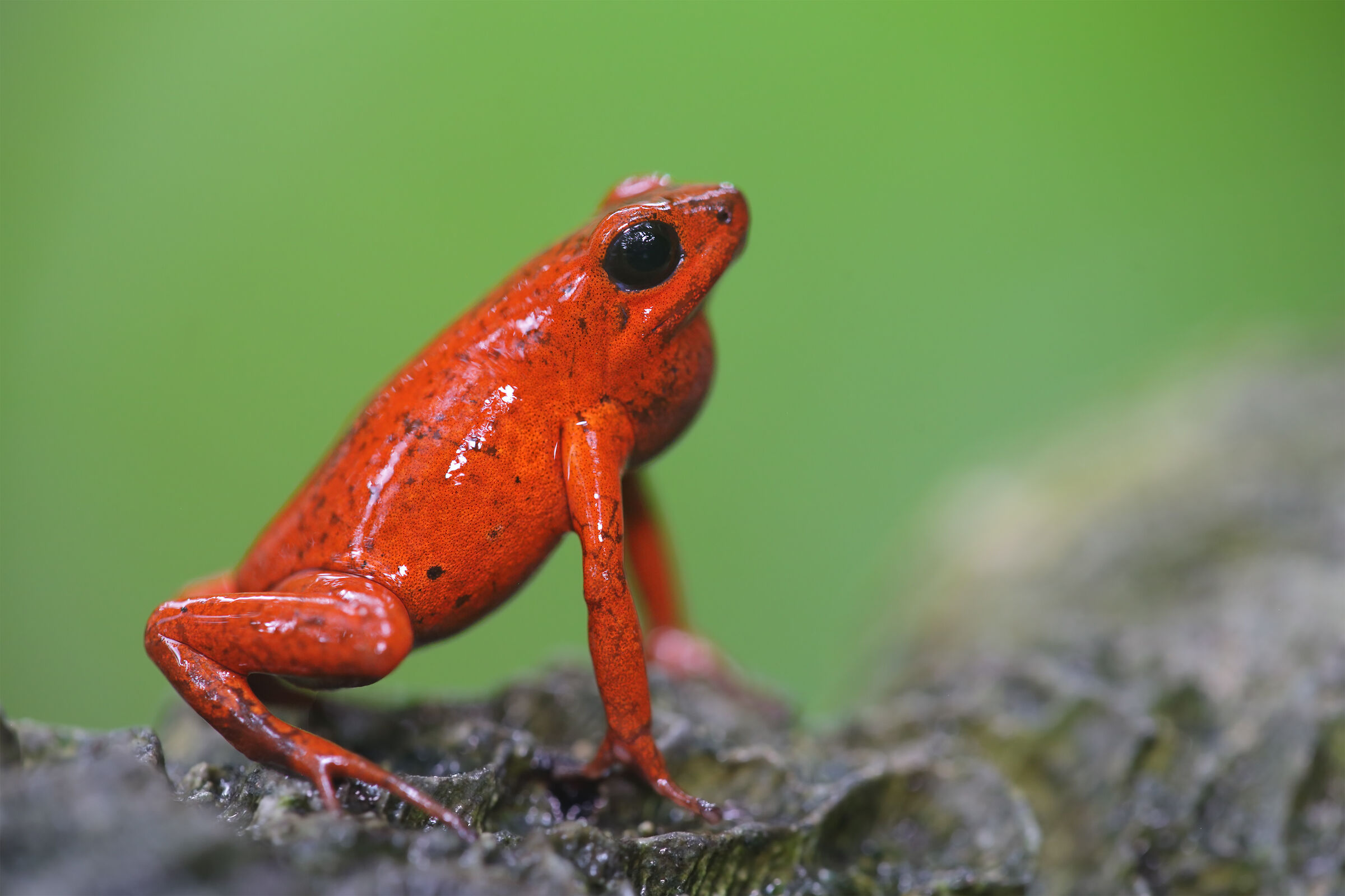 Strawberry Poison Frog