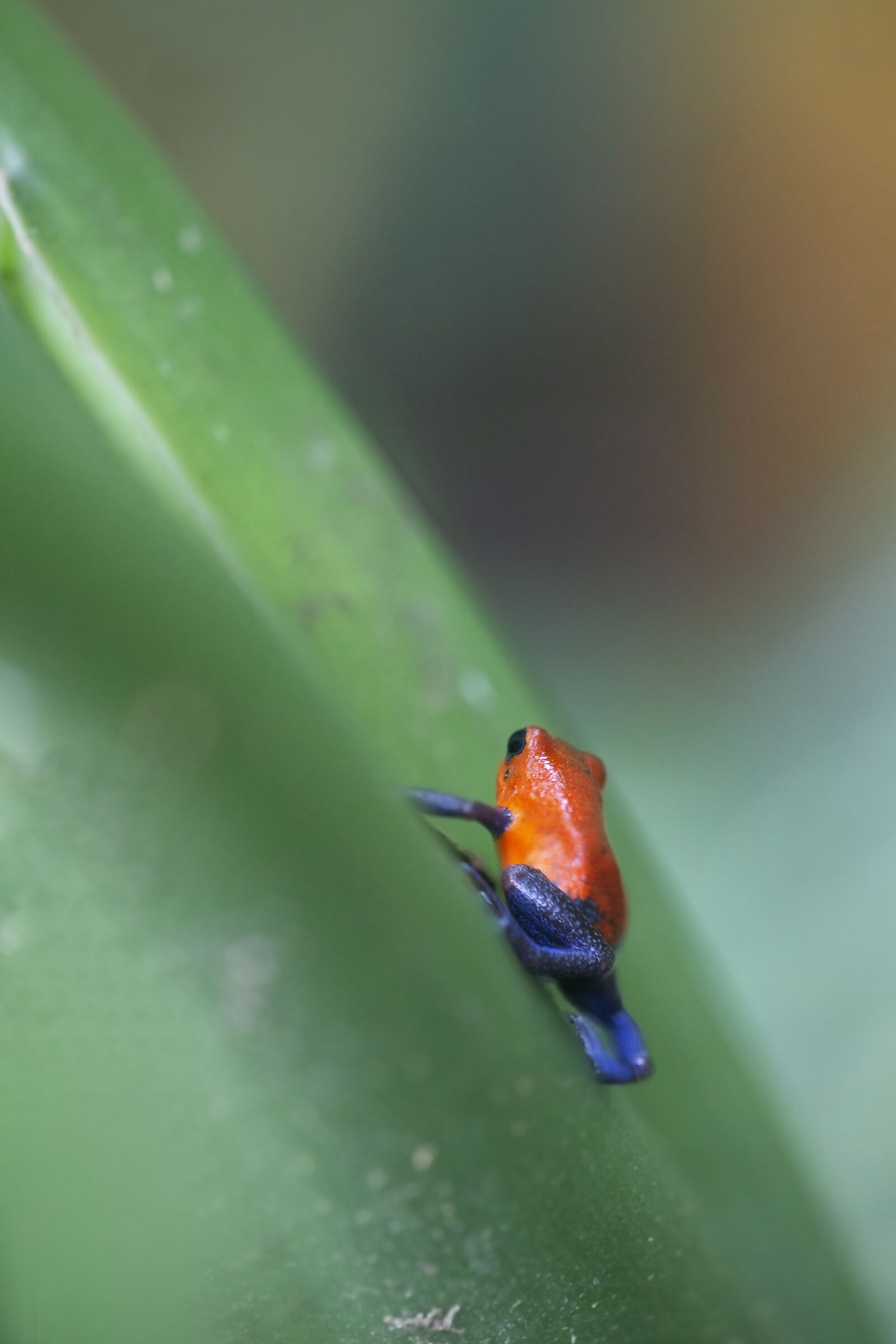 Strawberry Poison Frog