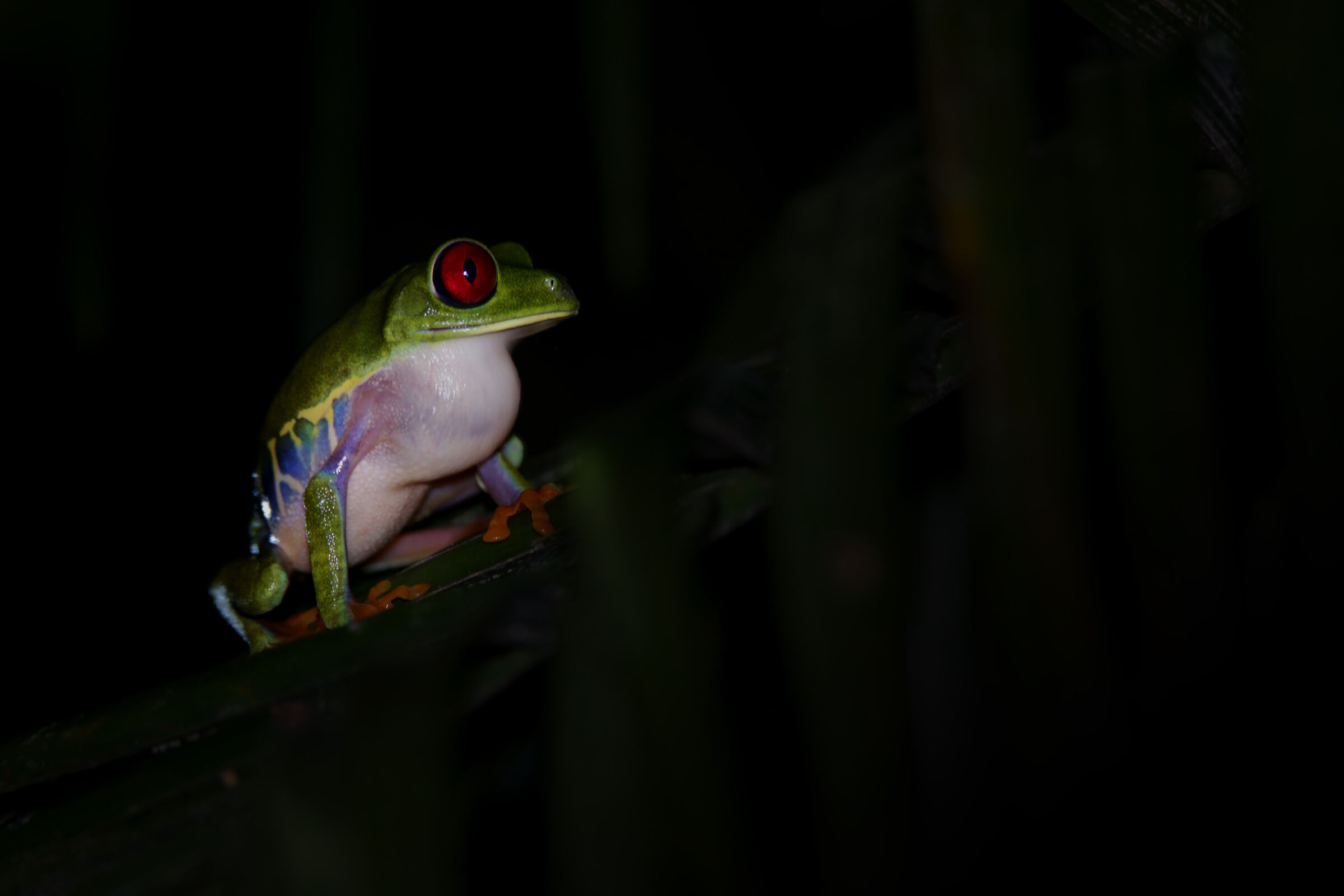 Red-eyed Leaf Frog