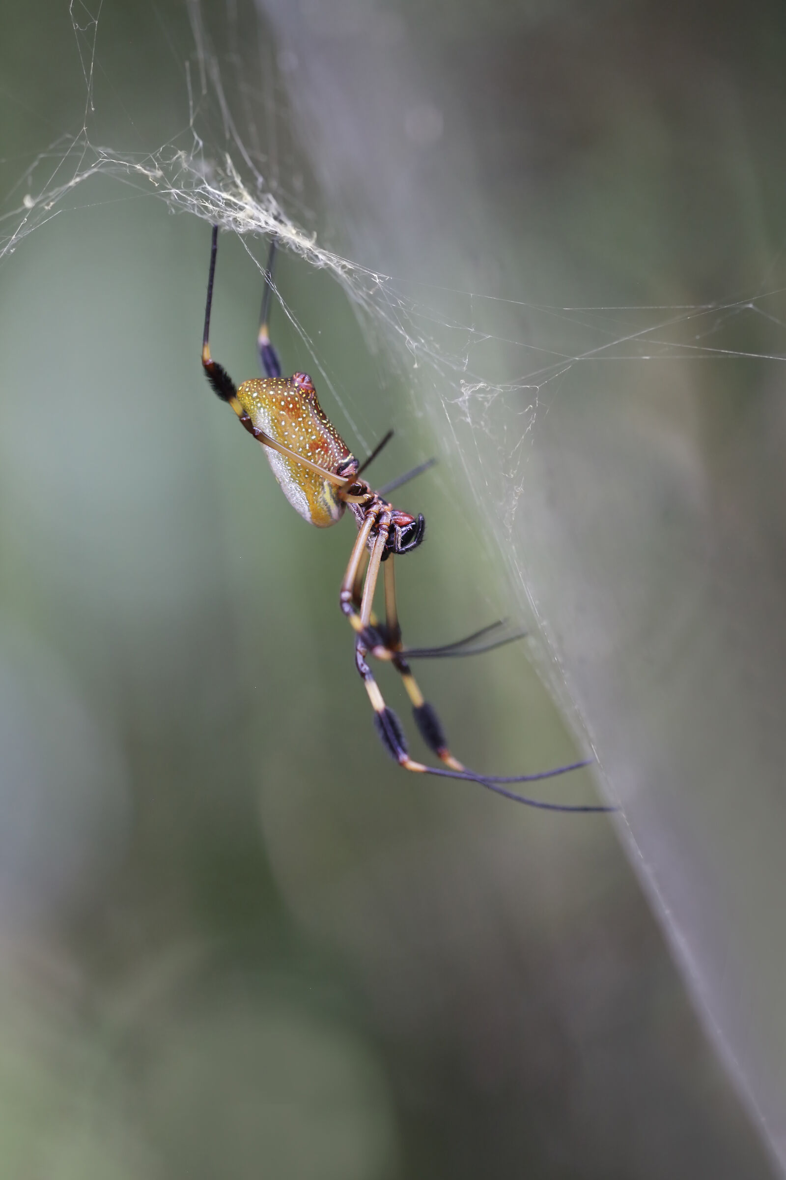 Golden Silk Orbweaver