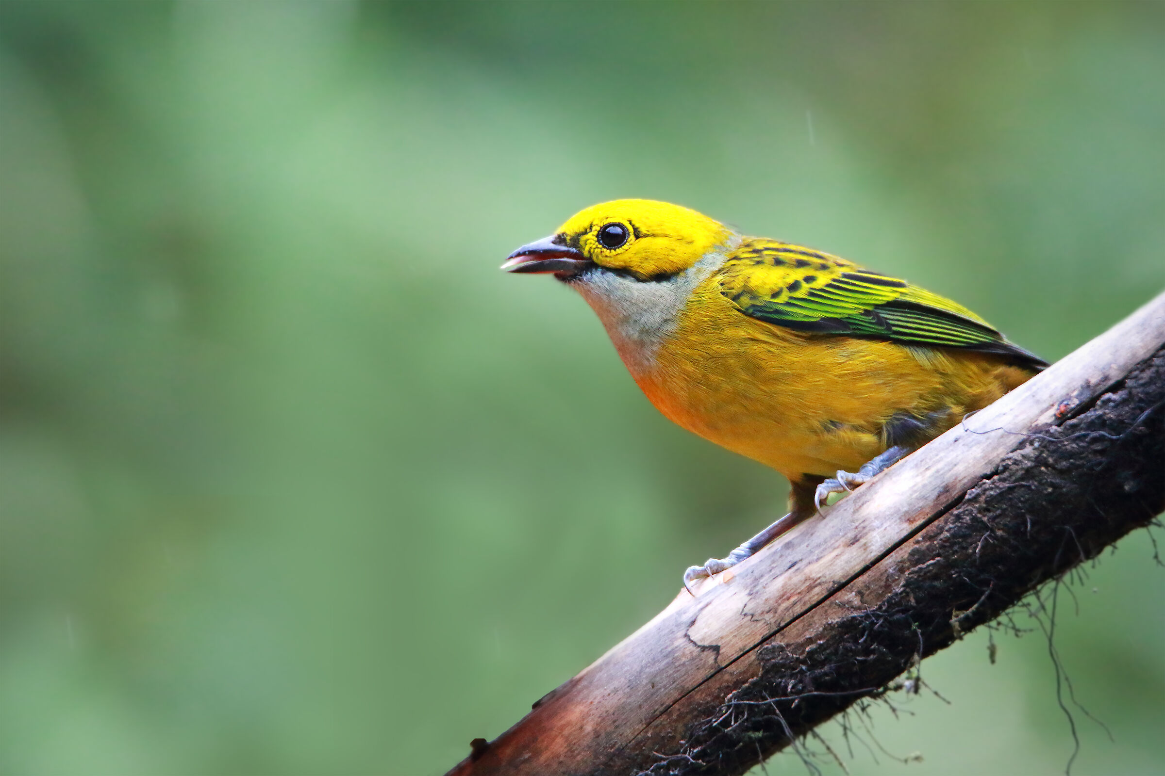 Silver-throated Tanager