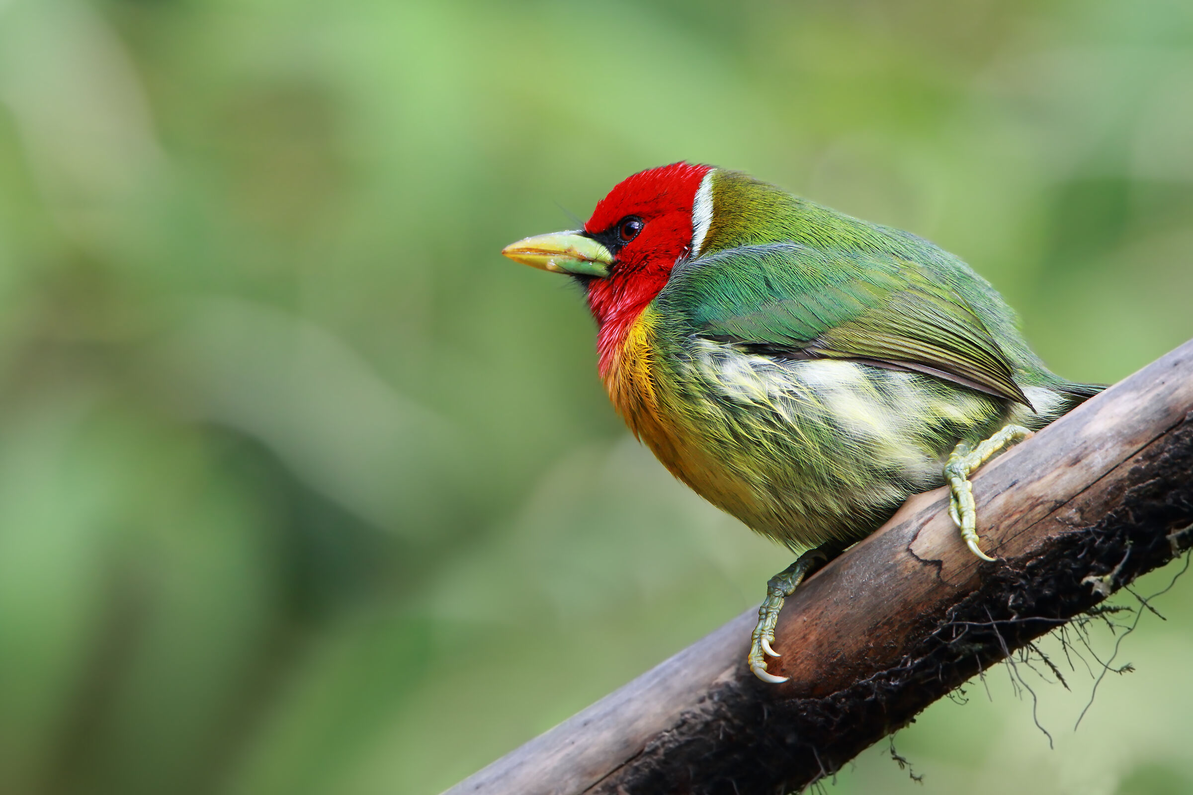 Red-headed Barbet