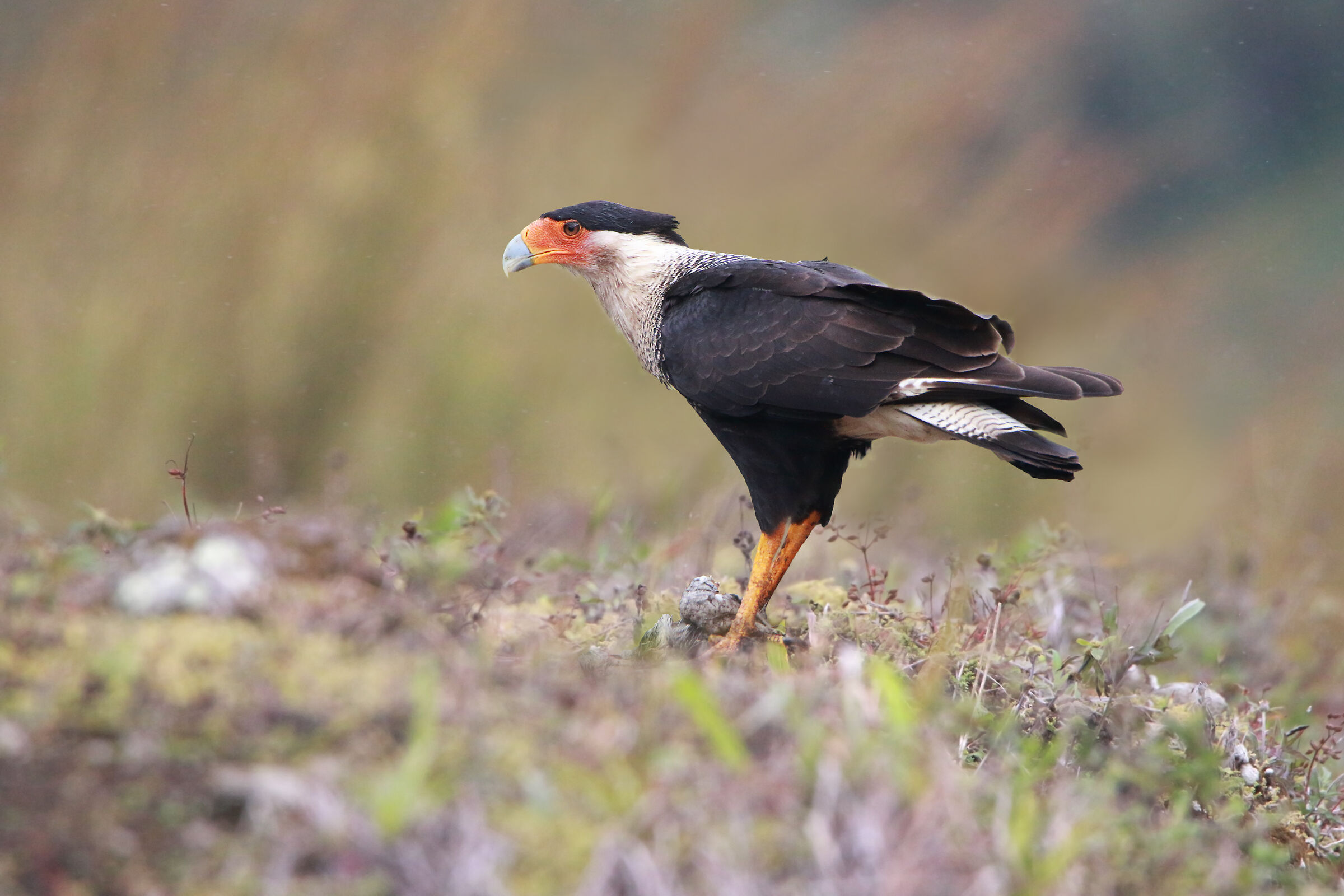 Crested Caracara