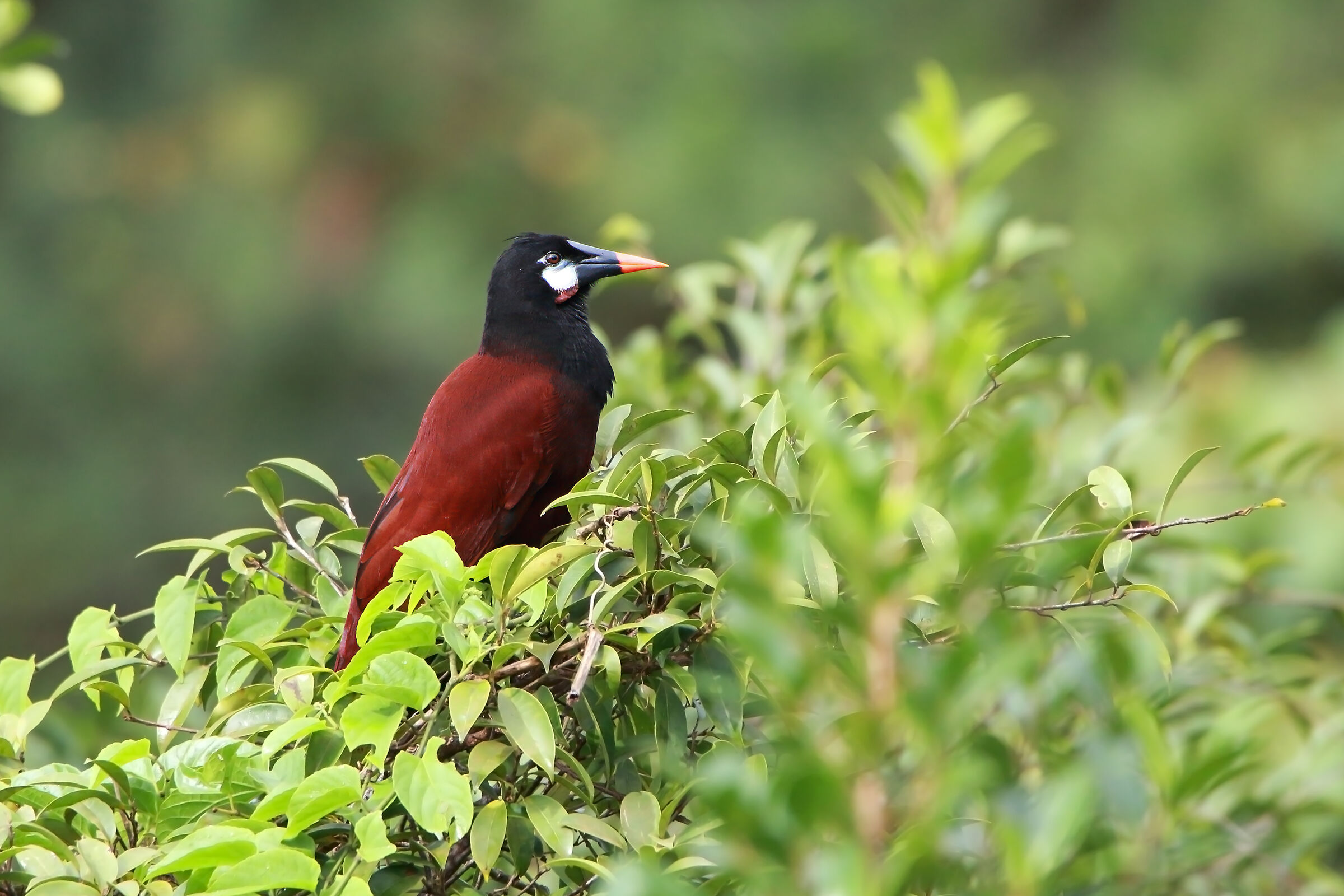 Montezuma Oropendule