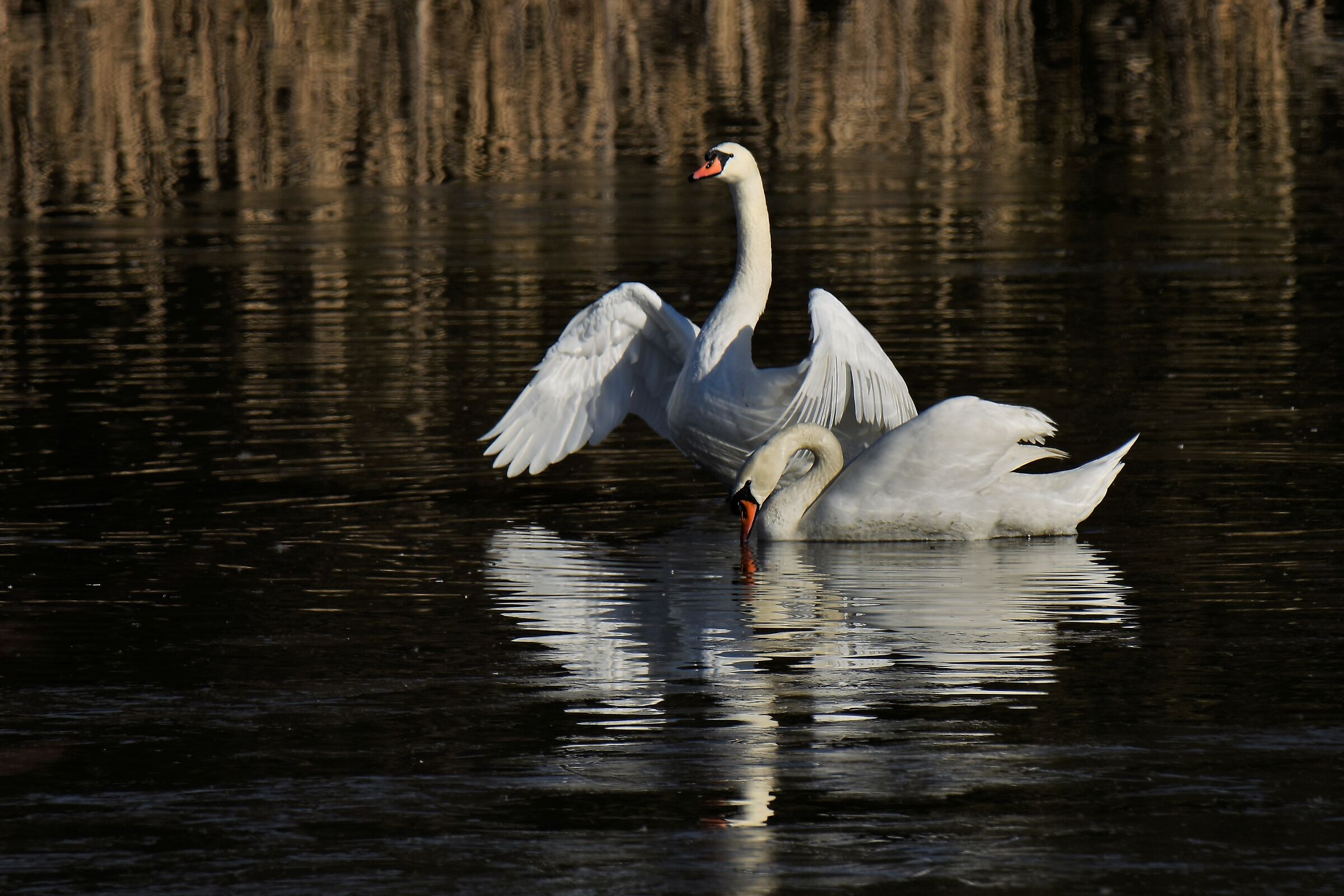 the elegance of the cifgni