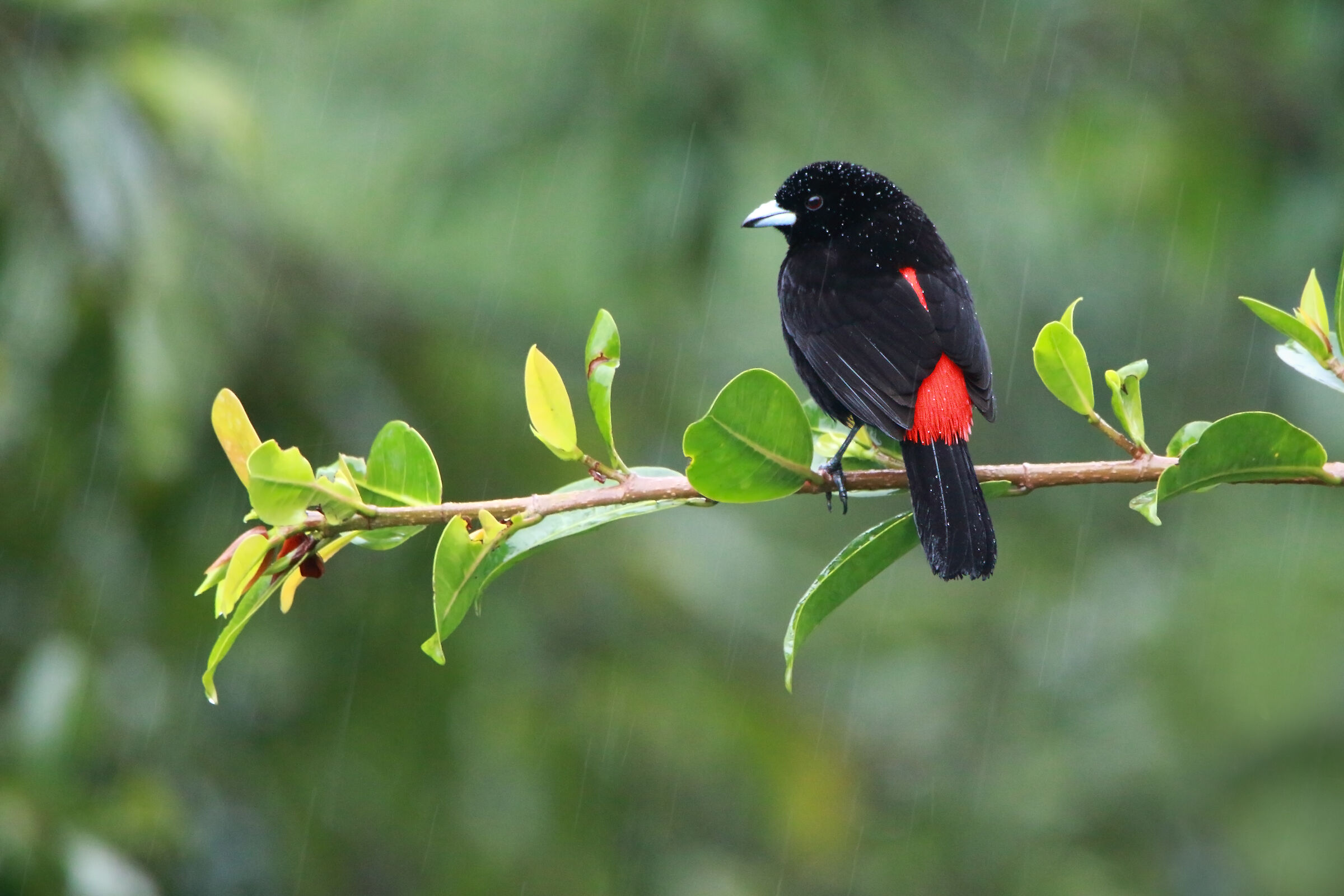 Passerini's Tanager
