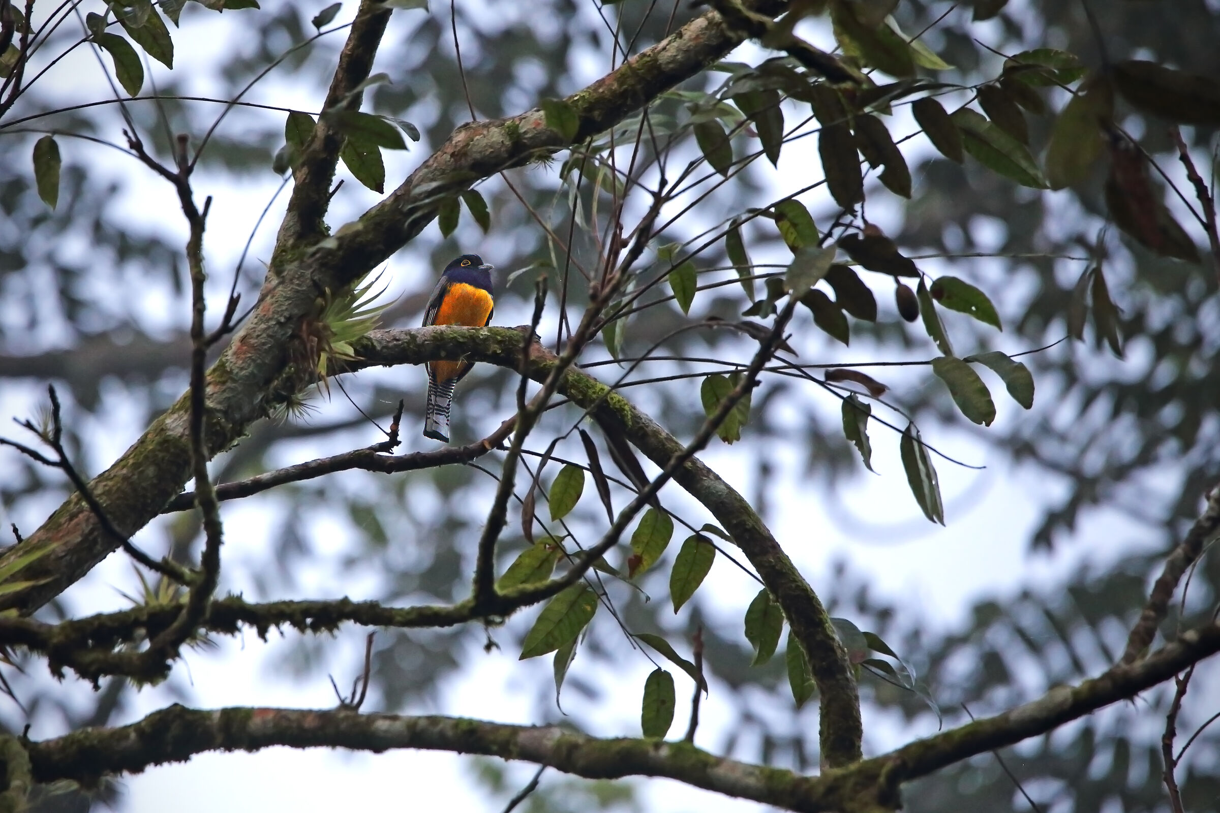 Gartered Trogon, Ora