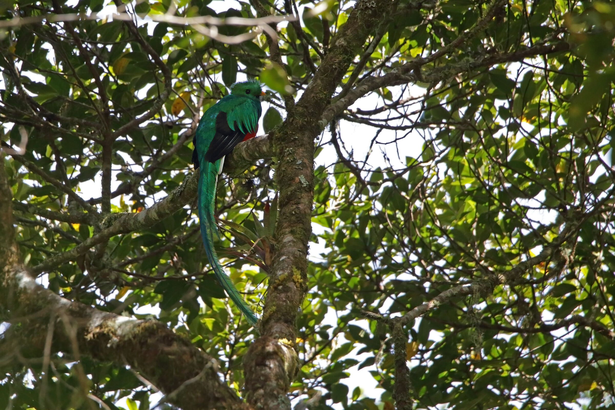Resplendent Quetzal